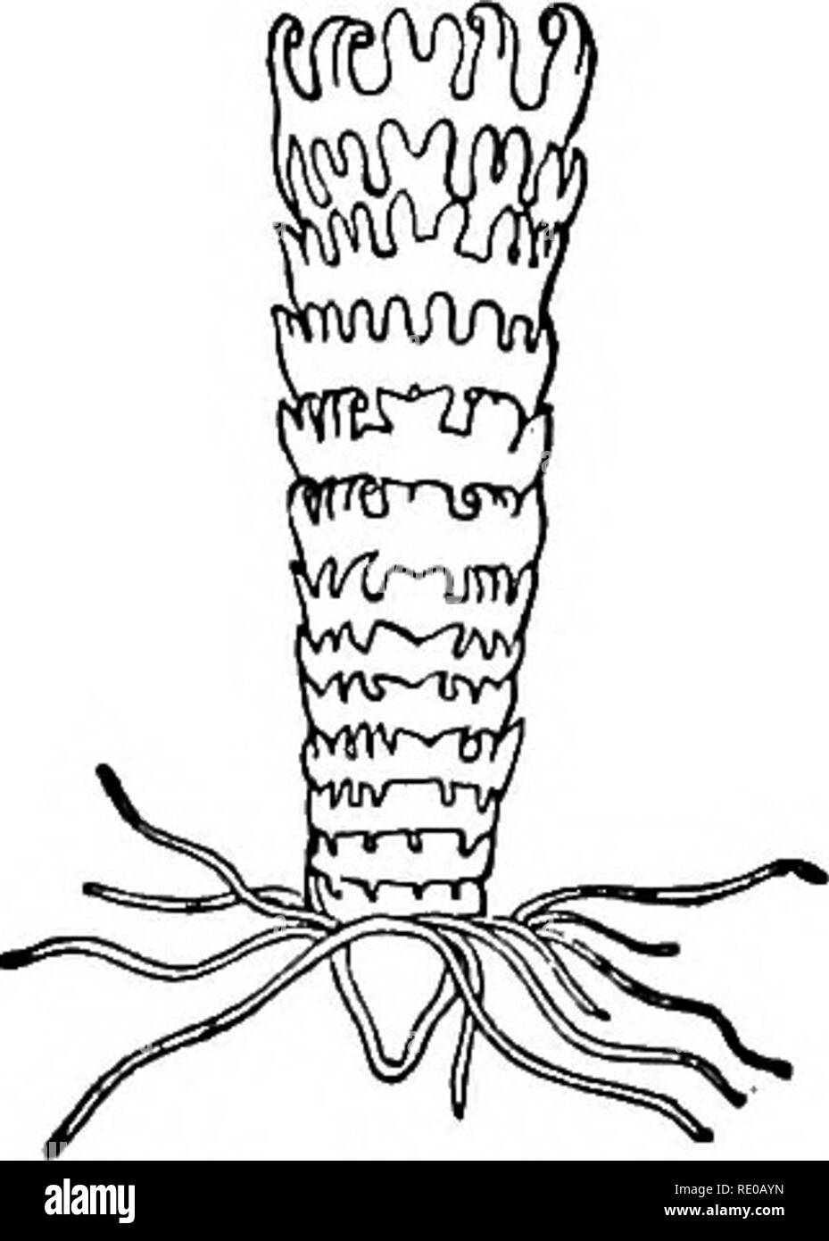 . Zoologia per licei e collegi. Zoologia. Fig. 45.-Scyphistoma di Aurelia Jlavidula, in corrispondenza di diverse epoche; magni- depurato.-Dopo Agassi;!. Separare i nervi a tratti che si uniscono con il contatto con gli organi di senso in una speciale quota del bordo del disco, formando il cosiddetto senso-portatori, che si alternano con le otto tentacoli. Aurelia aurita presenta un analogo scollegato nervoso.* Eimer conferma queste scoperte, e afferma che la ner- vous sistema in questi idrozoi deriva dal ectoderm.. Fig. 46.-Strobila di au- relia Jlavidula. - Dopo. Si prega di notare che queste immagini vengono estratte dalla scansione Foto Stock