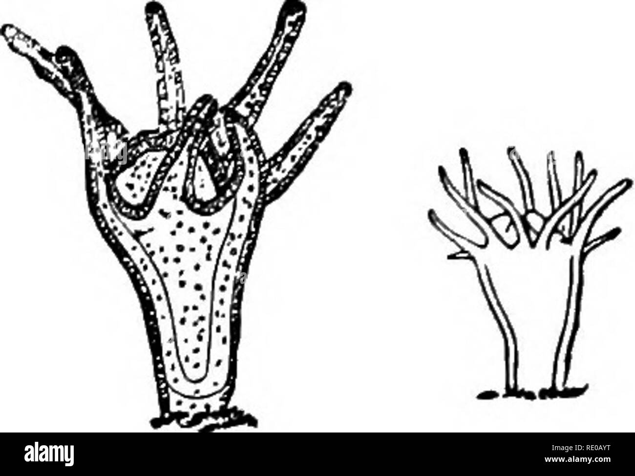 . Zoologia per licei e collegi. Zoologia. Fig. 44.-gastrula di un'Anre- lia-come medusa, una primitiva. moath;*, gastro-vascnlarcavity; c, ectoderm; ot, endodemi.^ dopo MetschnlkofE.. Fig. 45.-Scyphistoma di Aurelia Jlavidula, in corrispondenza di diverse epoche; magni- depurato.-Dopo Agassi;!. Separare i nervi a tratti che si uniscono con il contatto con gli organi di senso in una speciale quota del bordo del disco, formando il cosiddetto senso-portatori, che si alternano con le otto tentacoli. Aurelia aurita presenta un analogo scollegato nervoso.* Eimer conferma queste scoperte, e afferma che la ner- vous sistema in questi Hy Foto Stock