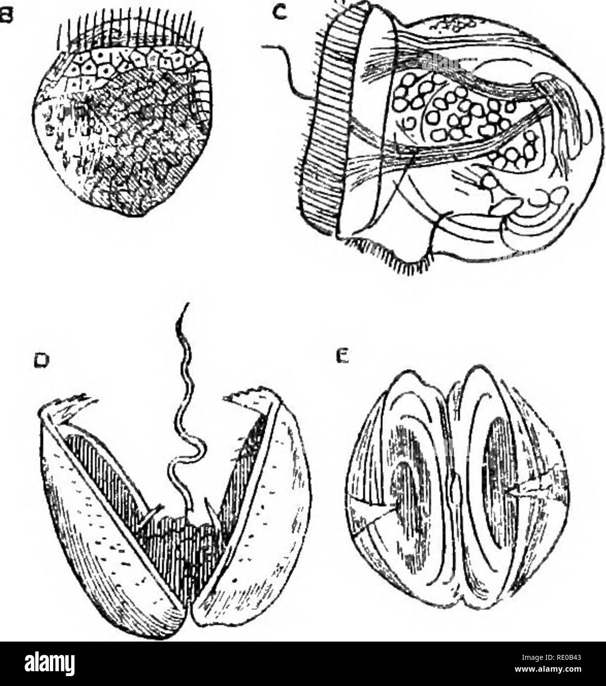 . L'infanzia di animali. Il comportamento di animali; storia naturale. Confrontare le larve, ad esempio, di tali animali sedentari come l'ostrica, che straordinariamente interessante scafo-pesci noti come Yoldia-un vicino a rispetto del rasoio- shell, e uno dei più antichi tipi di mollusca ora vive la sua per- porta essendo traccia- in grado nel remoto passato geologico- e il neonato fasi delle due di acqua fresca di cozze Driessensia Anodonta e. Queste sono tutte diverse, come i loro genitori sono differenti, ma aU sono per un tempo libero- nuoto. Presto o tardi, hanno però a sedimentare nella vita, far crescere un pai Foto Stock