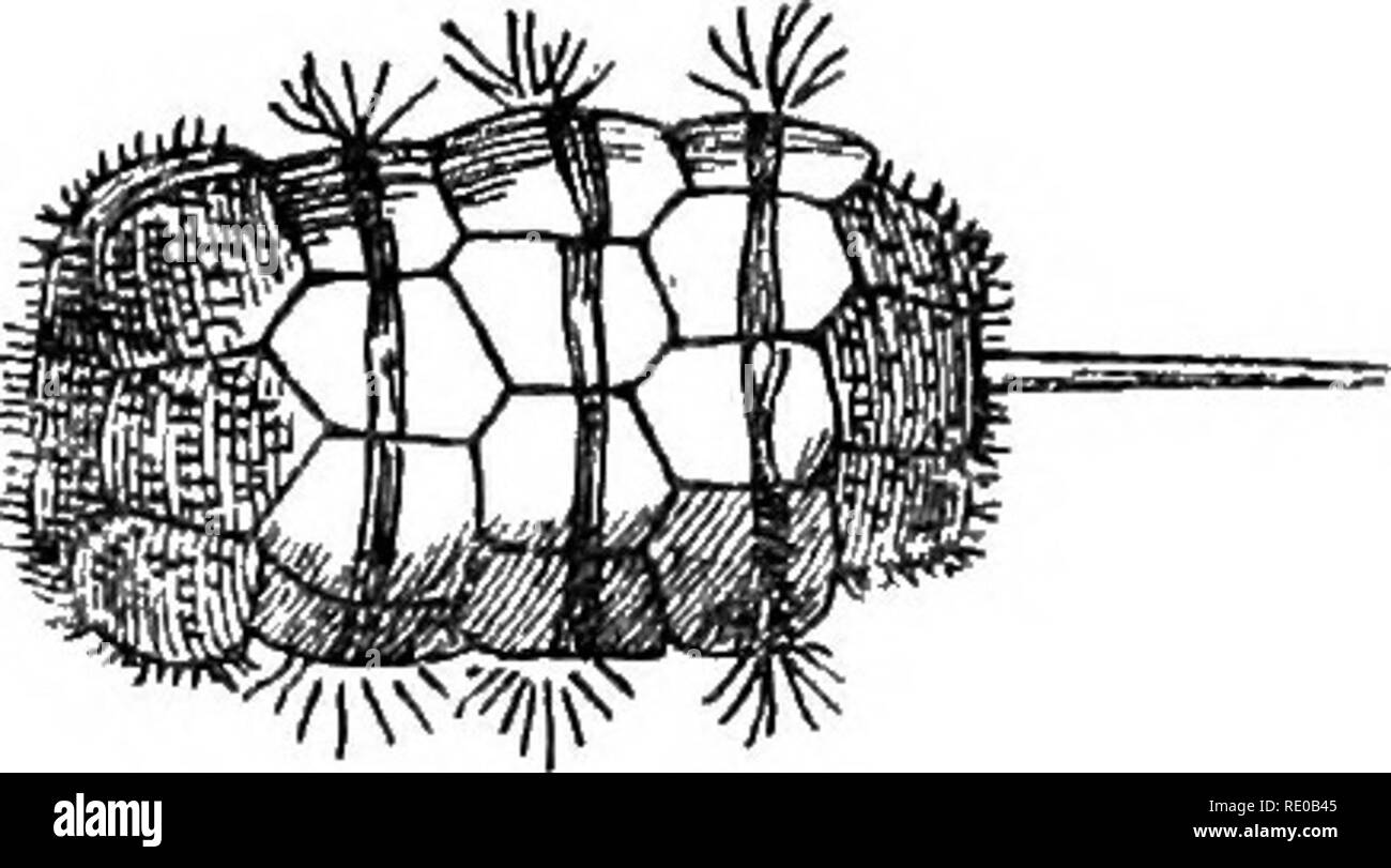 . L'infanzia di animali. Il comportamento di animali; storia naturale. 26o l'INFANZIA DI ANIMALI. Confrontare le larve, ad esempio, di tali animali sedentari come l'ostrica, che straordinariamente interessante scafo-pesci noti come Yoldia-un vicino a rispetto del rasoio- shell, e uno dei più antichi tipi di mollusca ora vive la sua per- porta essendo traccia- in grado nel remoto passato geologico- e il neonato fasi delle due di acqua fresca di cozze Driessensia Anodonta e. Queste sono tutte diverse, come i loro genitori sono differenti, ma aU sono per un tempo libero- nuoto. Presto o tardi, hanno tuttavia per impostare Foto Stock