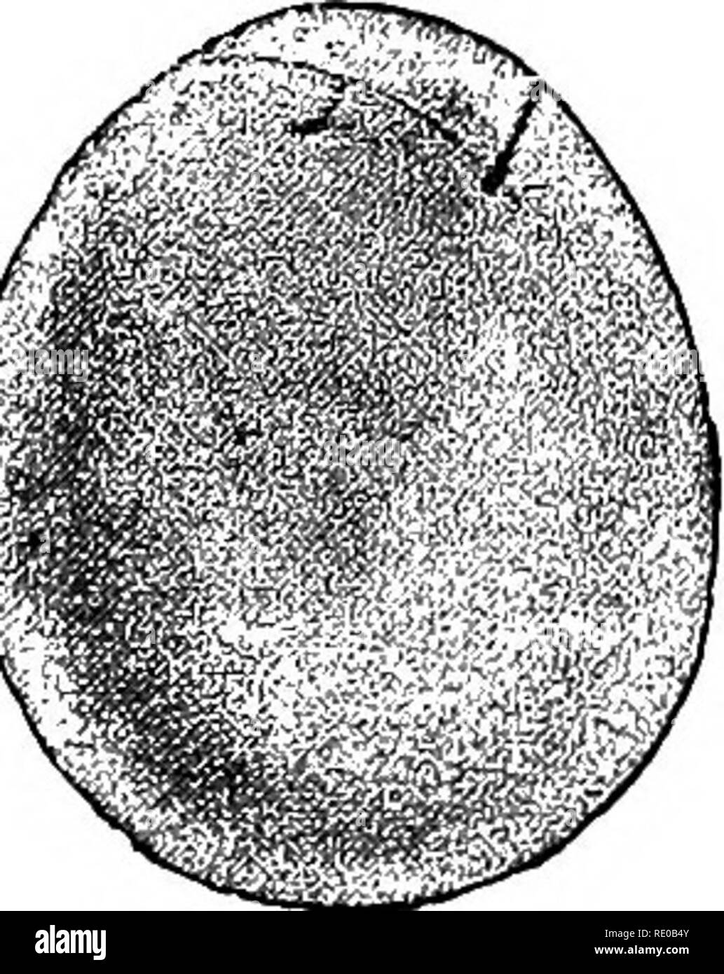 Uovo di stelle marine Foto e Immagini Stock in Bianco e Nero Alamy