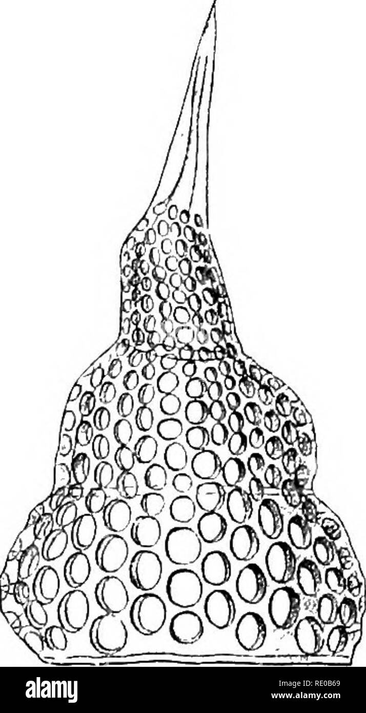 . Fisiologia Generale; un contorno della scienza della vita. . A B Fig. 64.-Silicious scheletri di Radiolaria. (Dopo Haeckel.), Dorataspis, B. Thcocom'.^. e talvolta essi sono memorizzati nei tessuti tra l'in- dividual cellule come il cosiddetto suhdances connettivo, quali chondrin nella cartilagine, glutina in osso, phospliale di calcio nelle ossa e il grande numero di supporto o scheletro di sostanze che appartengono all'albuminoids e nei diversi gruppi di animali hanno composizioni molto diverse e ancora poco conosciuto. &Amp;. Escrezioni le escrezioni sono meno numerosi dei se Foto Stock