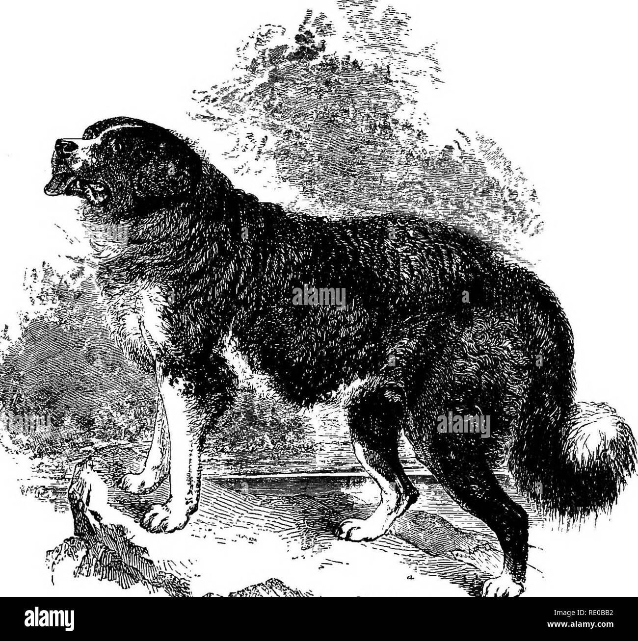 . Il cane in salute e in malattia. Comprendente le varie modalità di rottura e con lui per la caccia, coursing, ripresa, ecc., e includendo i punti o le caratteristiche di tutti i cani che sono interamente riscritti. Razze di cani; i cani. Cani di pastorale, ecc. (A) LA VERA TERRANOVA. £ K. Il più grande cane di Terranova (Youatt). Fino a Sir Edwin Landseer dipinto il suo celebrato " insigne membro della società umana,'* il Terranova è stato sempre considerato un cane nero, senza più bianca che in Lord Byron di Boatswain "," o di è dato nella bella incisione da Orrin Smith pu Foto Stock