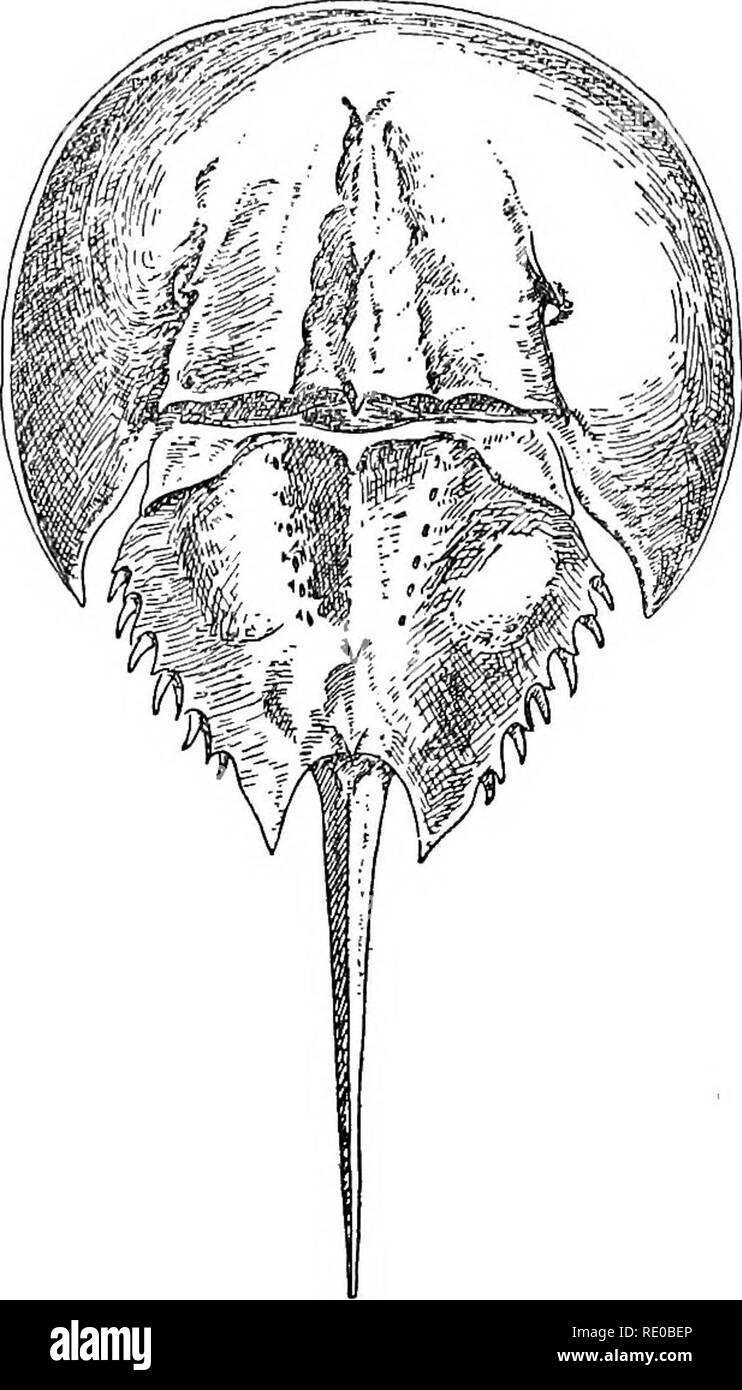 . La meraviglia della vita. Biologia; Storia Naturale; Zoologia. La meraviglia della vita 619 e nel modo in cui tali estremità in capelli-folhcle. Ci possono essere quattro cento nervo-fibre per un solo capello, in modo che se vi sono venti-cinque peli sul mento regione, ci sono. La fio. 96.-^Re Granchio, Limulus, visto da sopra. Si tratta di un tipo arcaico, un, vera e propria ' fossile vivente", l'unico sopravvissuto' della gara thejancient di Palseostraca. La figura mostra la forma a ferro di cavallo cephalothorax scudo, il cuscinetto laterale mediana e occhi ; l'ab- dominal shield ; e una lancia o telson sporgente dietro. (Da un provino.) dieci thousa Foto Stock