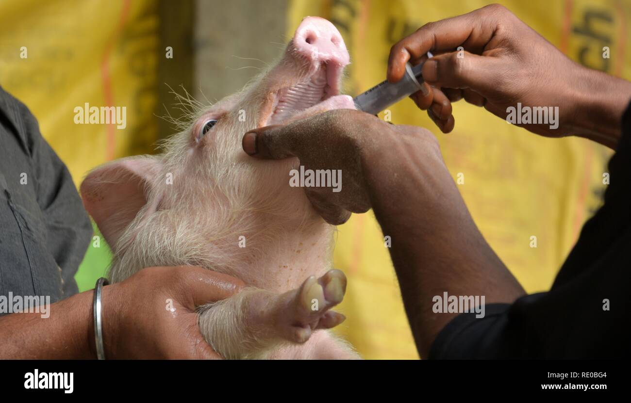 Un uomo con un colore bianco addomesticato piggy, piglet ( Sus scrofa domesticus ), bianco grande suino Yorkshire e due mani di un altro uomo a lui di alimentazione m Foto Stock