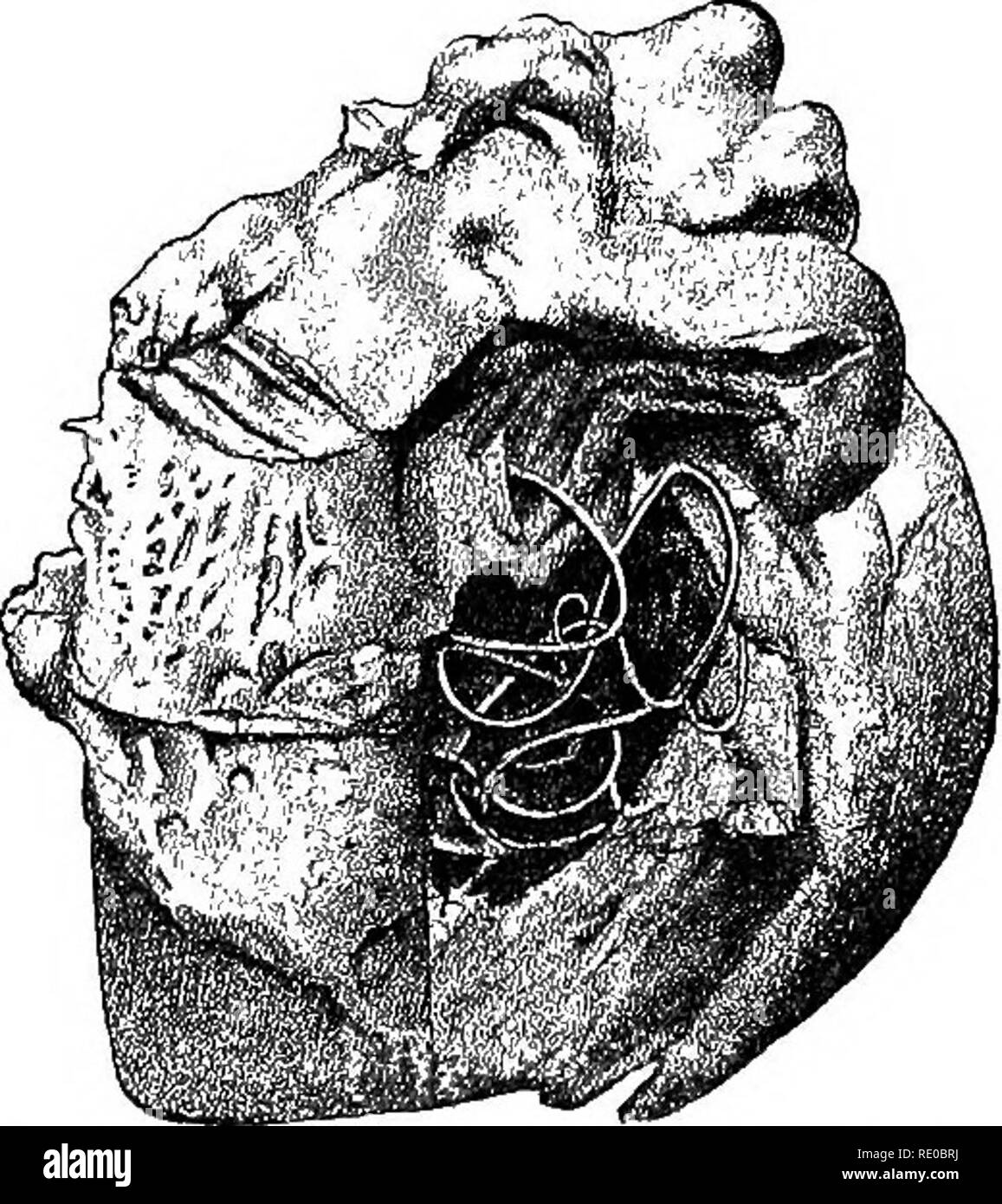 . Malattie del cane e del loro trattamento. I cani. 150 LE MALATTIE DELL'apparato circolatorio. Questo coagulo è stato trovato cinque fally sviluppato filari*-tre femmine un( due maschi. Il numero di embrione filarise trovati nel sangue wa; enormi; Eeicke li stimato per essere aboui un milione. Thi colpite cuore è mostrato in Fig. 41. Fig. 41.. Cuore, con fllarla immitis in piastrella ventricolo (foto). I sintomi di questa malattia sono state molto chiaramente visto ii un caso descritto da Deffe. Questo era un cinque-anno-vecchio cane giapponese sul post-mortem cuore destro ha mostrato più scuro rosso coaguli di sangue e un trombo Foto Stock