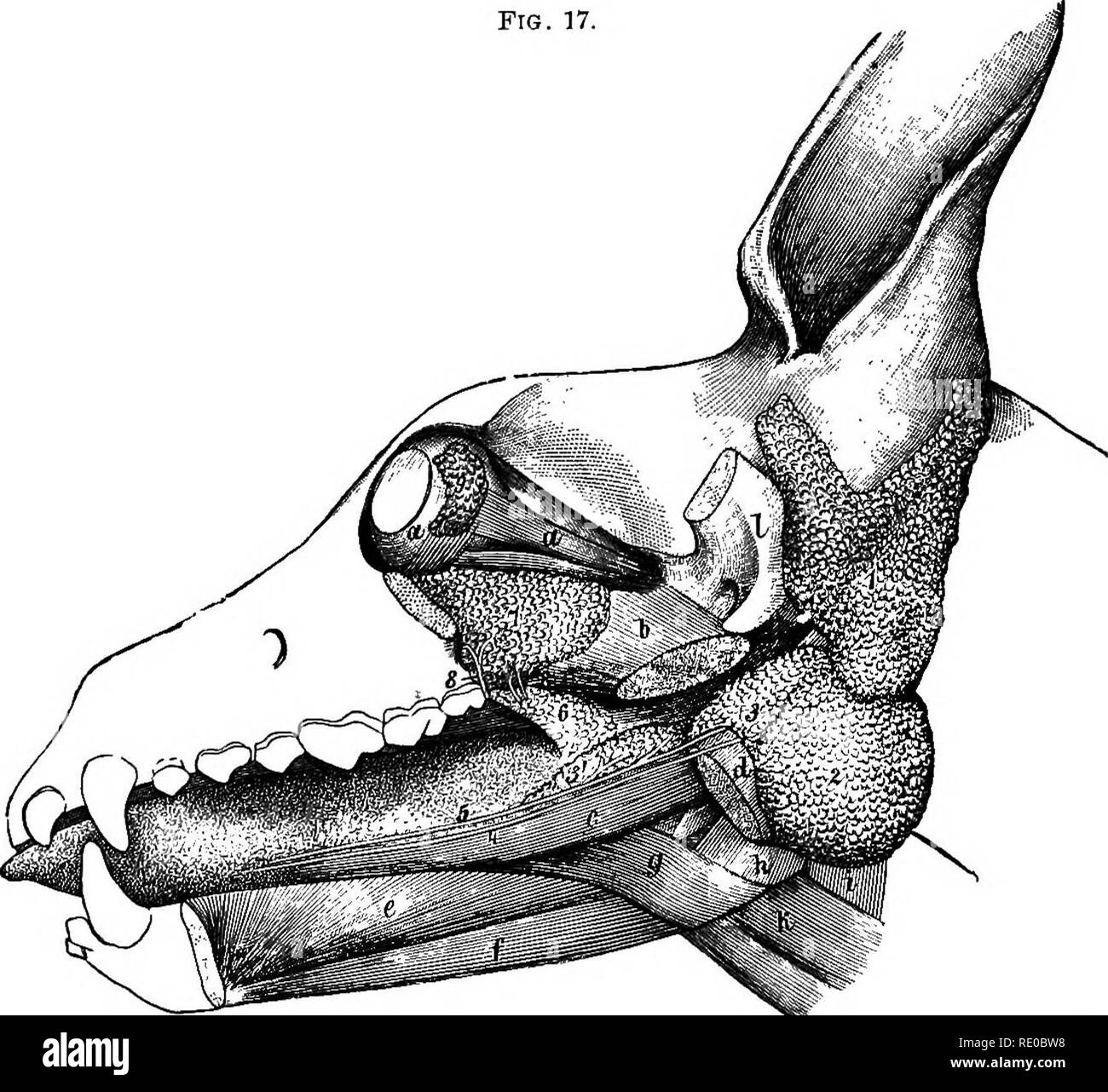 . Malattie del cane e del loro trattamento. I cani. 50 Malattie dell'apparato digerente. generalmente forma di ascessi che aprire il pus (vedute e la ferita guarisce in un breve periodo di tempo. Il sottomascellari generalmente si rompe attraverso la pelle e sublinguale nella cavità della imboccatura. Q'qui non è mai eventuali gravi conseguenze in qualsiasi di questi casi. Fig. 17.. Le ghiandole della testa : 1, ghiandola parotide ; 2, sottomascellari premistoppa ; 3, ghiandola subzygomatic ; 4, Wharton's condotto; 5, Bartholin il condotto; 6, ghiandola palatina ; 7, ghiandola orbitale ; 8, condotto Nuckian; 9, ghiandola lacrimale. Therapeutics. Nella forma primaria di pa Foto Stock