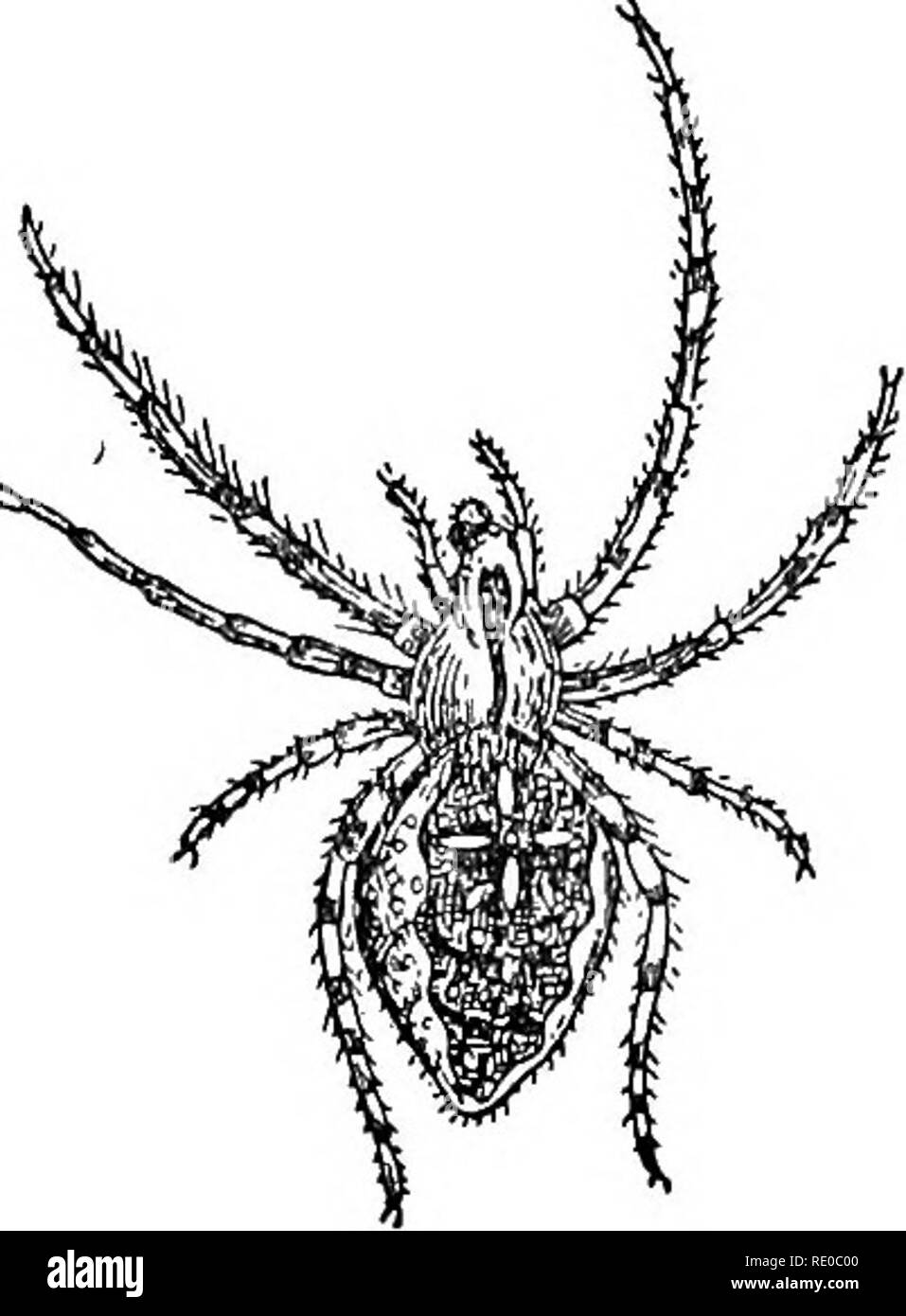. La meraviglia della vita. Biologia; Storia Naturale; Zoologia. Il dramma della vita 15 dalla sua bocca un lungo getto di acqua e con un preciso obiettivo fissa un ambito insetto che era ensoleillement stesso sulle piante a strapiombo sul torrente. La larva della ant-lion scava un imbuto-hke fossa nella sabbia e si annida ai piedi di cogliere piccoli insetti che rotola giù; e la cicindela larvale rende un tubo verticale, ' in cui egli puntelli se stesso come uno spazzacamino salendo su un camino', in modo che la sua testa forma un hd sul livello del terreno. M. Henri Coupin descrive la procedura : ' Quando una creatura httle è attorno a p Foto Stock
