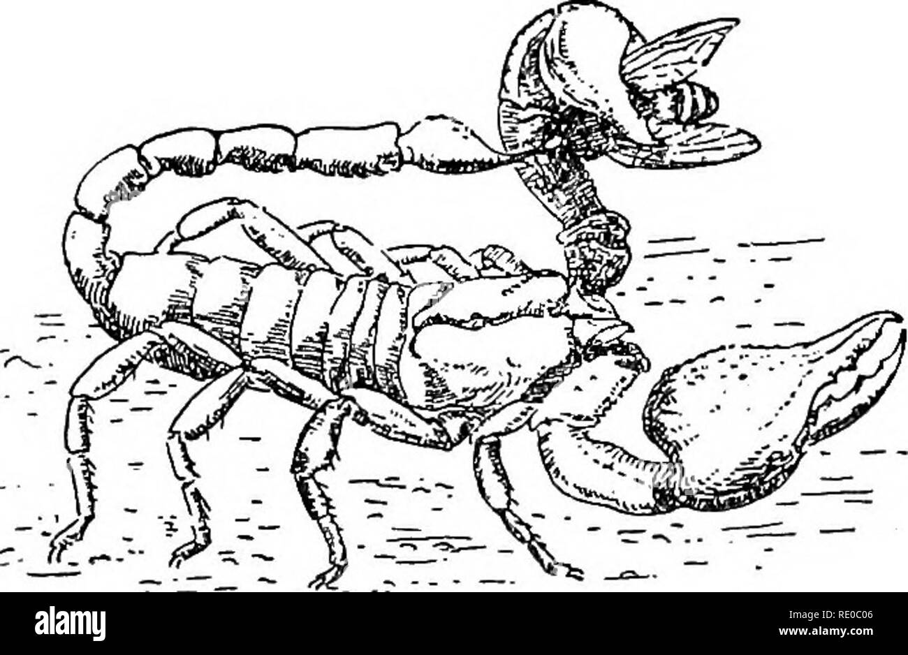 . La meraviglia della vita. Biologia; Storia Naturale; Zoologia. Il dramma della vita 13 acquisizione fra gli uccelli-merlo gobbling il worm tardiva nelle prime ore del mattino, il tordo rendendo un ' cucina- midden ' di gusci di lumaca, il colibrì sorseggiando il nettare dai fiori, la oyster-catcher strappi la hmpets ofi al mare rocce, beccaccia domande di indagine per terra-. FiG. 3.-^Scorpione Euscorpius, tenendo un volo in uno dei suoi artigli o pedipalps, e piercing con il suo pungiglione. (Dopo Lankester.) worm tra lo stampo, il maestoso airone di pesca dal lato del flusso, l'aquila in volo bassa sear Foto Stock