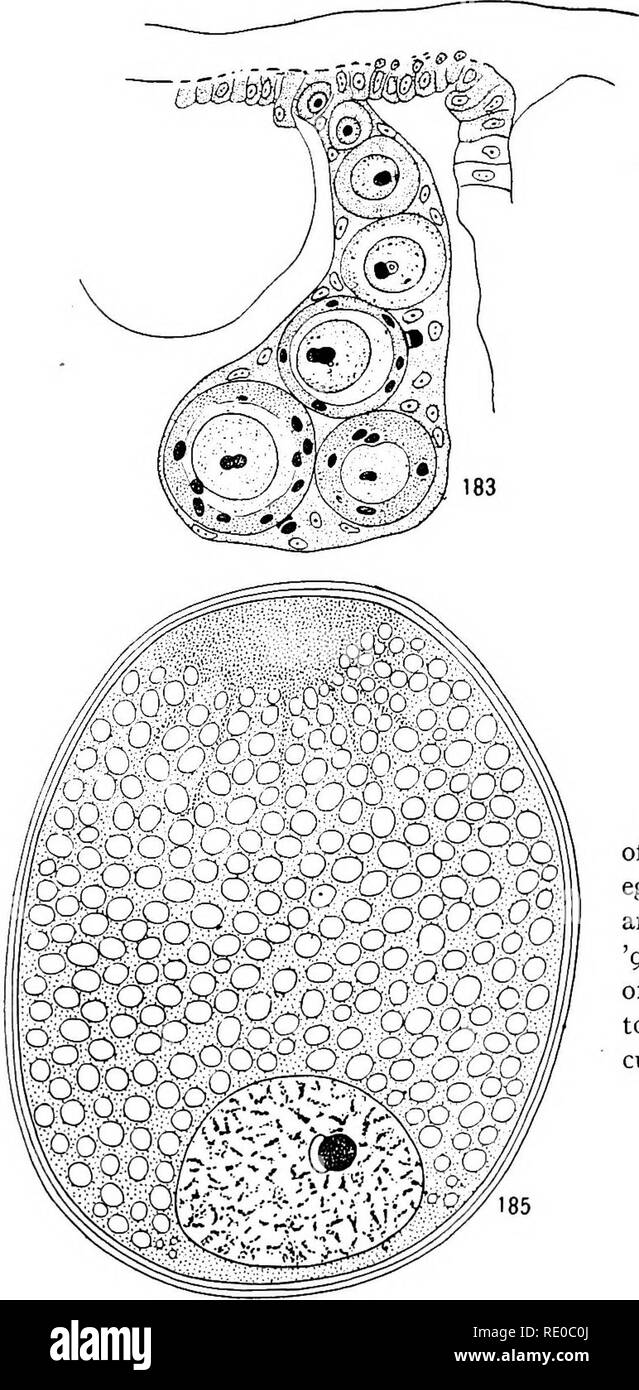 . Senescenza e rejuvenescence. Età; la riproduzione. I GAMETI DI PIANTE E ANIMALI 345 genie, maschio-la produzione e l'zygogenic, femmina-la produzione di uova, hanno, per quanto ne so, è stata descritta. Ma le differenze morfologiche in daphnids e pianta i pidocchi sono evidentemente extreme. Si prega di notare che queste immagini vengono estratte dalla pagina sottoposta a scansione di immagini che possono essere state migliorate digitalmente per la leggibilità - Colorazione e aspetto di queste illustrazioni potrebbero non perfettamente assomigliano al lavoro originale. Bambino, Charles Manning, 1869-1954. Chicago, Ill. , University of Chicago Press Foto Stock