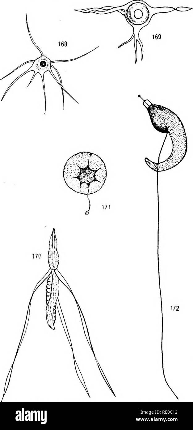 . Senescenza e rejuvenescence. Età; la riproduzione. I GAMETI DI PIANTE E ANIMALI 339 uovo del .cycad Zamia; Fig. 175, la archegonium di una conifera, Torreya iaxifolia, contenente l'uovo grande: Per inciso questa figura mostra anche il polline tubo con due piccoli nuclei maschio vicino alla punta. Lo sviluppo del gamete femminile nelle angiosperme è indicato nelle Figg. 141, A-E (p. 321). Fig. 176 è il sacco embrionale del sole - fiore al momento di ferti- lization, e Fig. 177, che del coneflower, un altro composito, nella stessa fase. Le uova in tutti questi impianti sono manifestamente altamente spe Foto Stock
