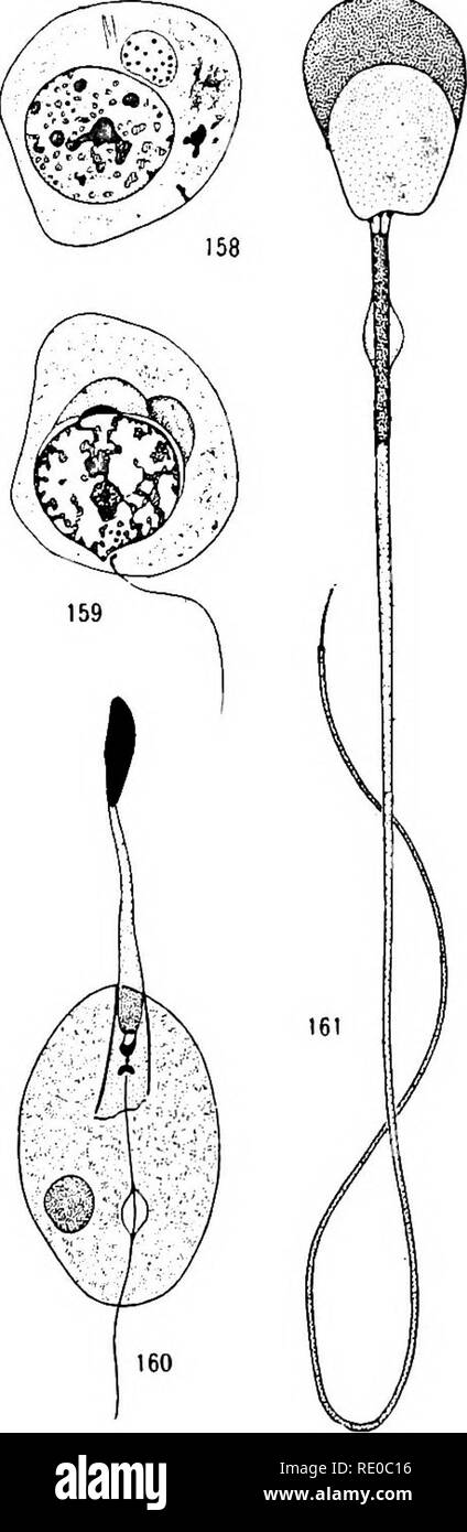 . Senescenza e rejuvenescence. Età; la riproduzione. I GAMETI DI PIANTE E ANIMALI 337 la differenziazione del meccanismo motore da una cella del tipo usuale. Ma in alcuni casi, come nelle angiosperme tra piante (Figg. 152, 153), in Ascaris (Fig. 165), e nei crostacei (Figg. 168-70) tra gli animali, il gamete maschile è quasi o del tutto non mobili. Anche in tali casi, tuttavia, è nondimeno un altamente specialistiche in cella. Nelle angiosperme tra piante un morfologicamente differenziati per citologia- plasmic meccanismo è assente, ma la storia, la forma e il comportamento del nucleo di attestare la sua speciaHz Foto Stock