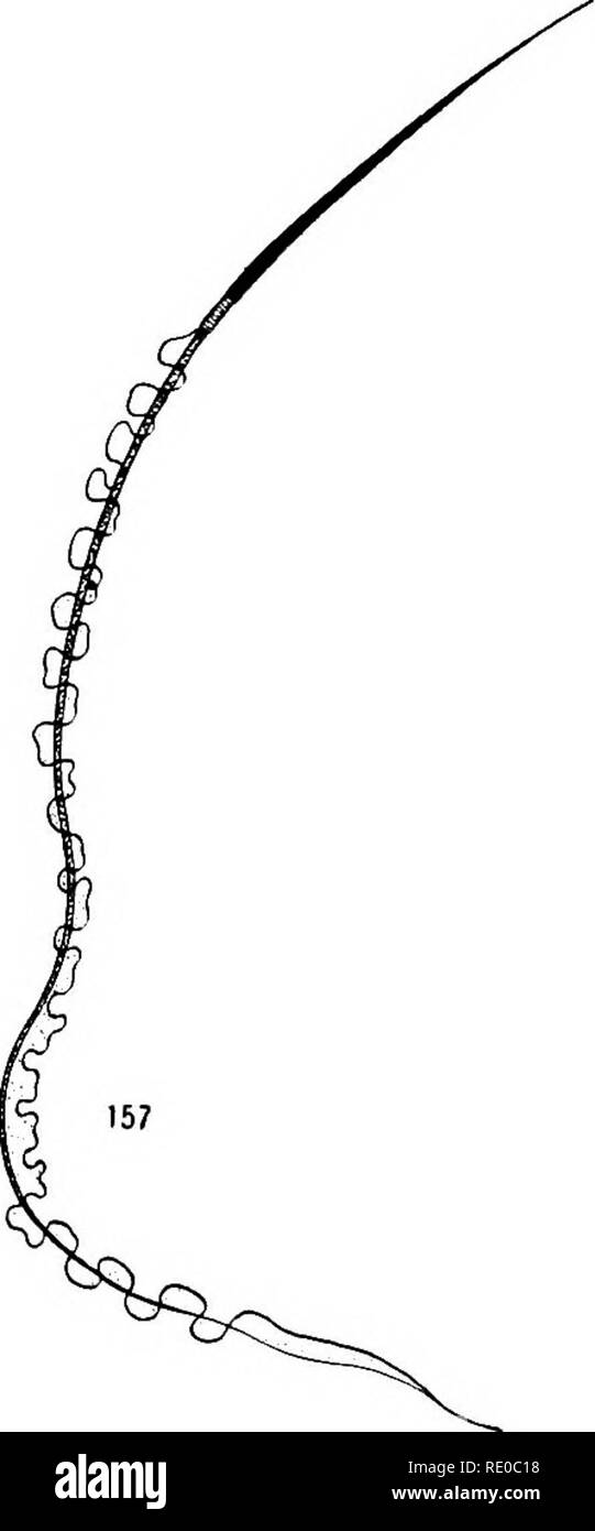 . Senescenza e rejuvenescence. Età; la riproduzione. 336 SENESCENZA E REJUVENESCENCE tre specie di turbellarian worm, moduli relativi a planari; Fig 165 è il non-mobili spermatozoo del verme nematode Ascaris megalocephala; Figg. 166 e 167 mostrano le due forme di spermatozoi trovati in talune lumache; Figg. 168, 169, e 170 sono. Figg. 154-157.-i gameti maschili di vari animali: Fig. 154, Nereis, un annelid worm (da F. R. Lillie, '12); Fig. 155, Copris, un coleottero (da Ballowitz, '^od); Fig. 156, Raja, un pesce (da Ballowitz, '906); Fig. 157, Triton, una salamandra (da Ballowitz, '906). Foto Stock