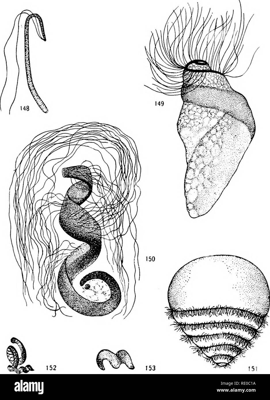 . Senescenza e rejuvenescence. Età; la riproduzione. I GAMETI DI PIANTE E ANIMALI 335 i6i, e 166 mostrano più o meno "tipica", sviluppata completamente spermatozoi provenienti da vari invertebrati e vertebrati, e. Figg. 148-153.-i gameti maschili di varie piante: Fig. 148, Sphaerocarpus ter- restris, un livenvort (da terra, inediti); Fig. 149, Equiseto (da Sharp, '12); Fig. 150, Nephrodkim, una felce (da Yamanouchi, '08); Fig. 151, Zamia, un .cycad (da Webber, '01); Fig. 152, Helianthus, girasole (da Nawaschin, '00); Fig. 153, Sil- phium (da Merrell, '00). nelle figg. 158-61 fo Foto Stock
