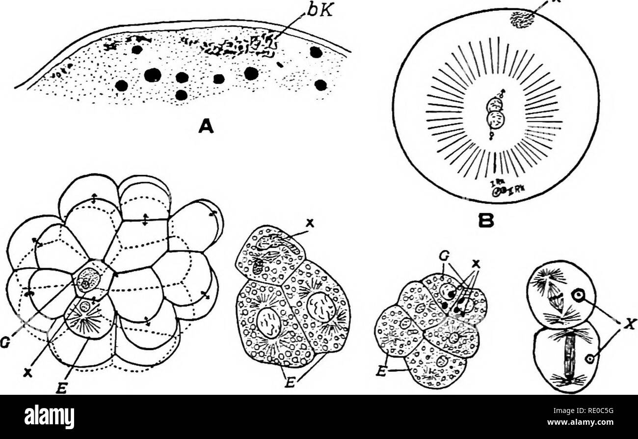 . Il germe del ciclo cellulare in animali . Le cellule. 180 germi DEL CICLO CELLULARE IN ANIALLS dato Sagitta una nuova importanza poiché questo scrittore ha trovato all'interno dell'uovo fecondato citoplasmatico inclu- sion che è intimamente associato con il segre- chiesta delle cellule germinali. La presenza di questo inclu- sion è stato confermato da Buchner (1910a, 19106). " D . E F Fig. 54. - Sagitta. A. Prima apparizione del " besondere Korper" (Bk) nell'uovo. B. uovo -con nuclei di germe di fusione. X = " besondere Korper." C. trenta-allo stadio a due cellule; le cellule germinali primordiali ((?) contiene il " besondere Korp Foto Stock