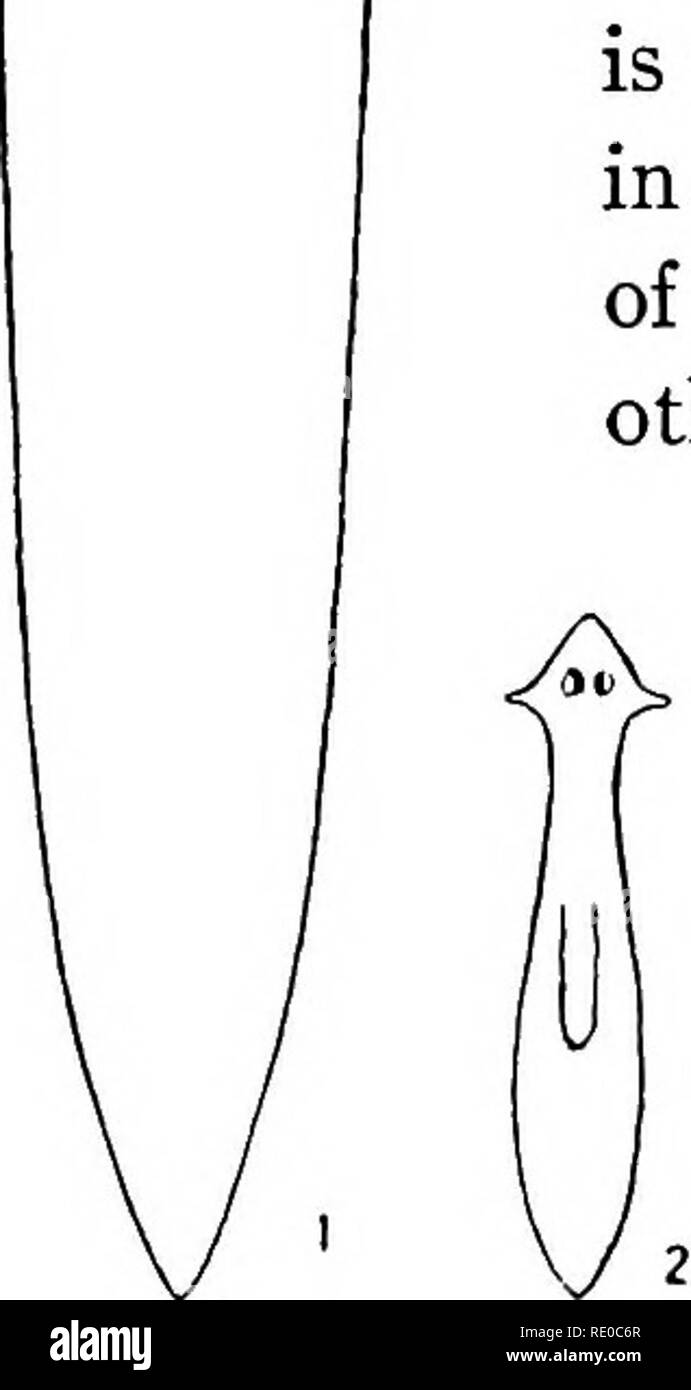 . Senescenza e rejuvenescence. Età; riproduzione. u. Nelle figure i, 2.-planari dorotocephala: Fig. i, un ben nutrito animale 2S mm. in lunghezza; Fig. 2, un animale ridotto di fame da 25 a 4 mm. Senescenza E REJUVENESCENCE logicamente la nostra definizione di crescita potrebbe anche includere sia positivo e negativo la crescita o la produzione e la riduzione, ma poiché la parola crescita è venuto a essere così generalmente associata ad un aumento nella sostanza è forse inopportuno per tentare di cambiare il suo significato. Si può quindi mantenere la parola crescita per il posi- tivo la crescita o la produzione e utilizzare il termine di riduzione per ne Foto Stock