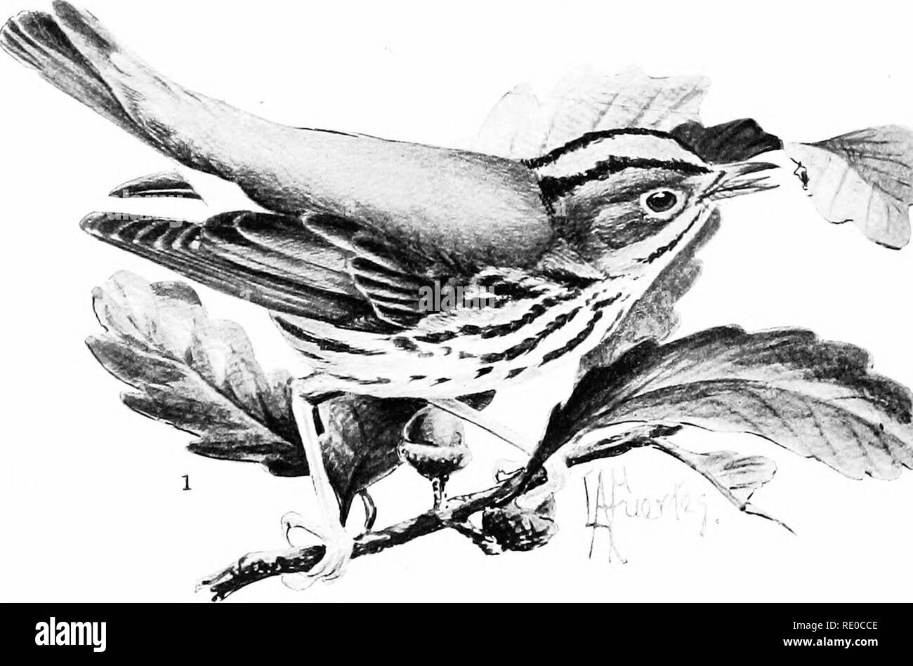 . Birdcraft : un libro sul campo di duecento canzone, di gioco e di uccelli acquatici . Gli uccelli. " ^M 1. OVENBIRD. Lunghezza, 5.75-6.50 pollici. 2. RED-EYED VIREO. Lunghezza, 5.75-6.25 inches.. Si prega di notare che queste immagini vengono estratte dalla pagina sottoposta a scansione di immagini che possono essere state migliorate digitalmente per la leggibilità - Colorazione e aspetto di queste illustrazioni potrebbero non perfettamente assomigliano al lavoro originale. Wright, Mabel Osgood, 1859-1934; Fuertes, Louis Agassiz, 1874-1927. New York : Macmillan Foto Stock