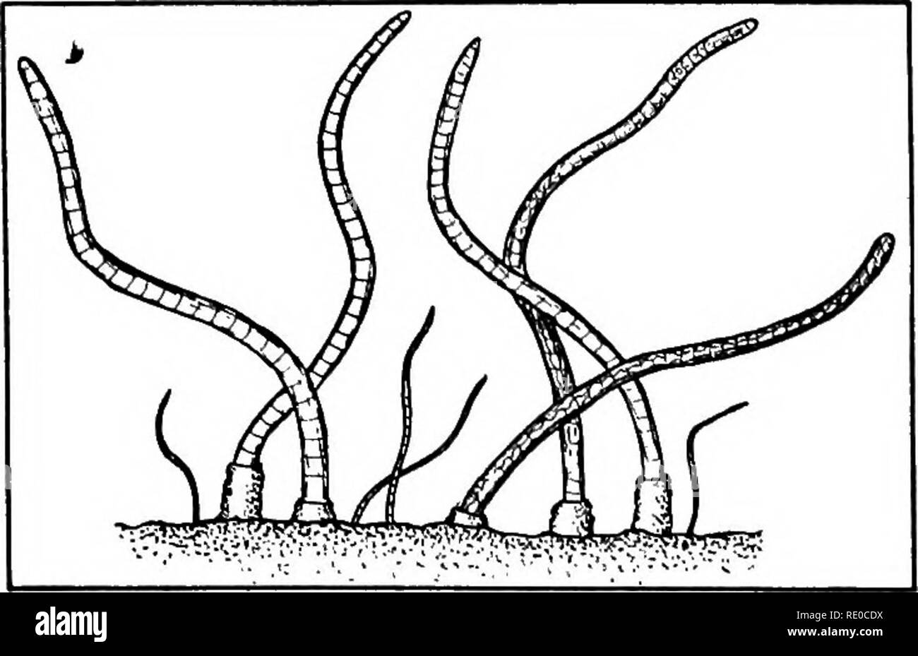 . La vita di acque interne; un testo elementare libro di fresco-acqua biologia per studenti americani. Biologia di acqua dolce. 174 organismi acquatici Fig. 82. Dero, nel suo caso fatta di semi di flottante. Massa acquatico-worm più come il ben noto specie terrestri, scavano profondamente nel fango di fondo di stagno. Altri worm si verificano in acqua nel grande varietà; abbiamo menzionato solo alcune delle più comuni e quelli più frequentemente visto. Ci sono molti vermi parassiti che appaiono nell'acqua solo per un breve periodo della loro vita: capelli-worm {Gordius, ecc.), che vengono liberati dai corpi degli insetti Foto Stock