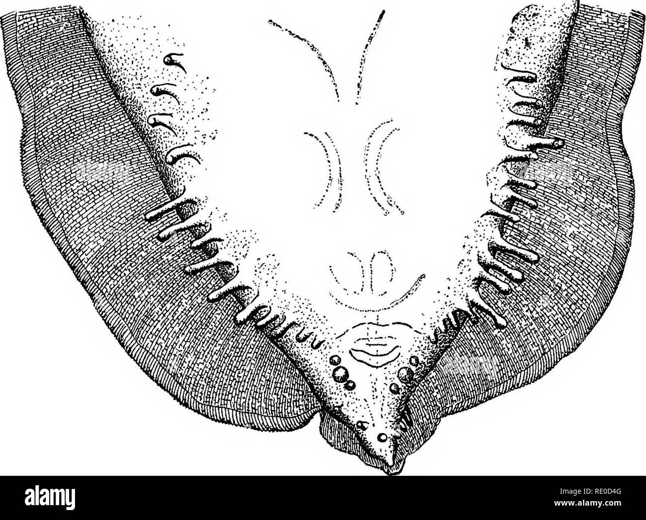 . Le foche e pelliccia-tenuta isole dell' oceano Pacifico settentrionale. Tenuta; guarnizioni (animali). 118 Le foche OP LE ISOLE PRIBILOF. Caratteristica labbra erano quindi visibile. Un piccolo, conica spiue, circa 20 /(long, è anche presente sulla punta della coda; questa spina dorsale è finemente striato e tranversely è curvato ventralmente o dorsalmente. Degli organi interni, il tratto intestinale è ben sviluppato; l'esofago è suddiviso in una porzione anteriore di circa 1.8""" e lungo una porzione posteriore di circa 0,8"""" a lungo; in giovani esemplari (fig. 20) in cui il dente orale era presente, t Foto Stock