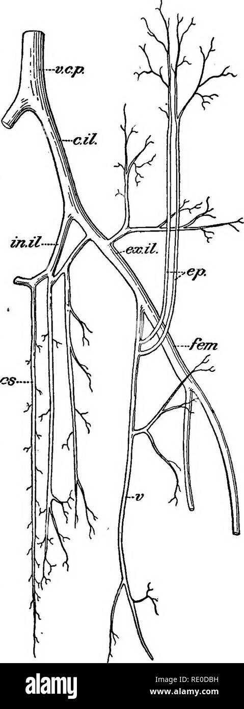 . Le foche e pelliccia-tenuta isole dell' oceano Pacifico settentrionale. Tenuta; guarnizioni (animali). Vene sistemica. 17 quelli esterni. Queste corse in avanti lungo le cartilagini costiera con l'arteria mammaria interna tra i due di ciascuna coppia laterale. Il tronco comune formato dall'Unione è molto breve. Ogni innominate si divide in tre tronchi, vertebrale, giugulare comune e la vena succlavia. Vertebrale va alla testa attraverso il canale vertebrale. La giugulare comune è molto breve ed è formato dall'unione di un esterno e giugulare interna. L'esterno si trova lateralmente lungo il collo. Essa è formata a th Foto Stock
