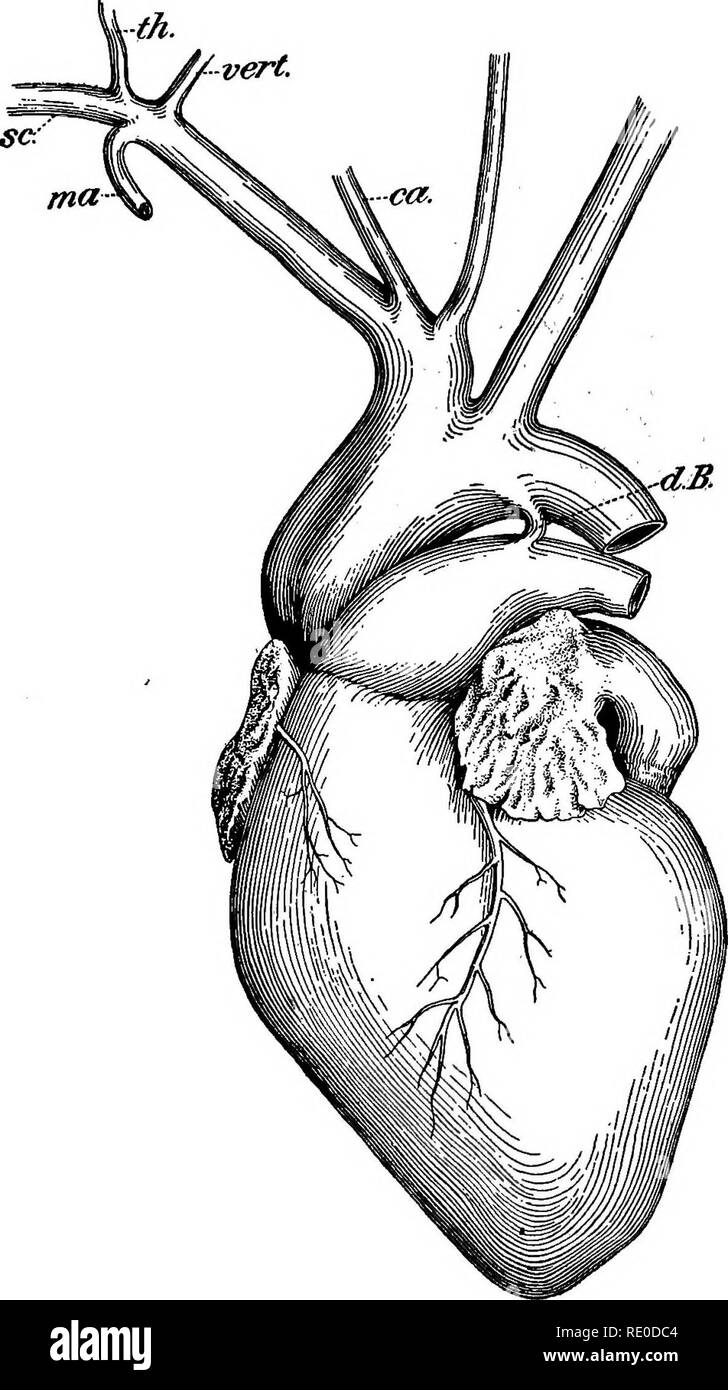 . Le foche e pelliccia-tenuta isole dell' oceano Pacifico settentrionale. Tenuta; guarnizioni (animali). Il cuore. 13 nel ventricolo destro i muscoli papillari sono molto diversi da quelli di sinistra. Ci sono tre principali muscoli. Due sorgere nell'estremità posteriore del ven- tricle, uno in esecuzione in avanti lungo il setto e l'altro lungo la superficie ventrale di circolatorio organi.. Fig. 2. Cuore della guarnizione pnp, dimensione naturale. ca. Arteria carotidea. vert. Arteria vertebrale. TH. Asse della tiroide. ma. Arteria mammaria interna. così. Arteria succlavia. Il bilanciamento del carico dei componenti. Dotto Botalli. parete interna si biforca un breve distanc Foto Stock