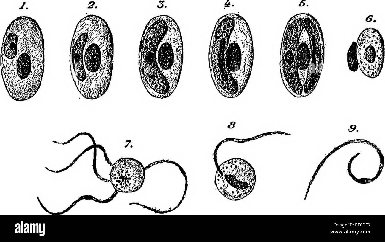 . Malattie di uccelli addomesticati. Il pollame; pollame; uccelli. 204 malattie di animali addomesticati quali lesioni BIEDS negli uccelli selvatici. Gli organi secondo Cardamatis, mostrano alterazioni caratteristiche assimilabili a quelli causati dalla malaria nell'uomo. Il sangue di volatili malati è talvolta acquoso, meno abbondanti rispetto al normale, pallido e coagula lentamente. La milza è di colore simile. Mi^Q. 37. Hcemoproteus danielewsky nel sangue del piccione sotto differenti come- pects. 1, 2, i globuli rossi contenenti piccoli parassiti; 3, rosso corpuscoli del sangue contenente una grande parassita femmina; 4, rosso corpuscoli del sangue contengono- ing una grande m Foto Stock