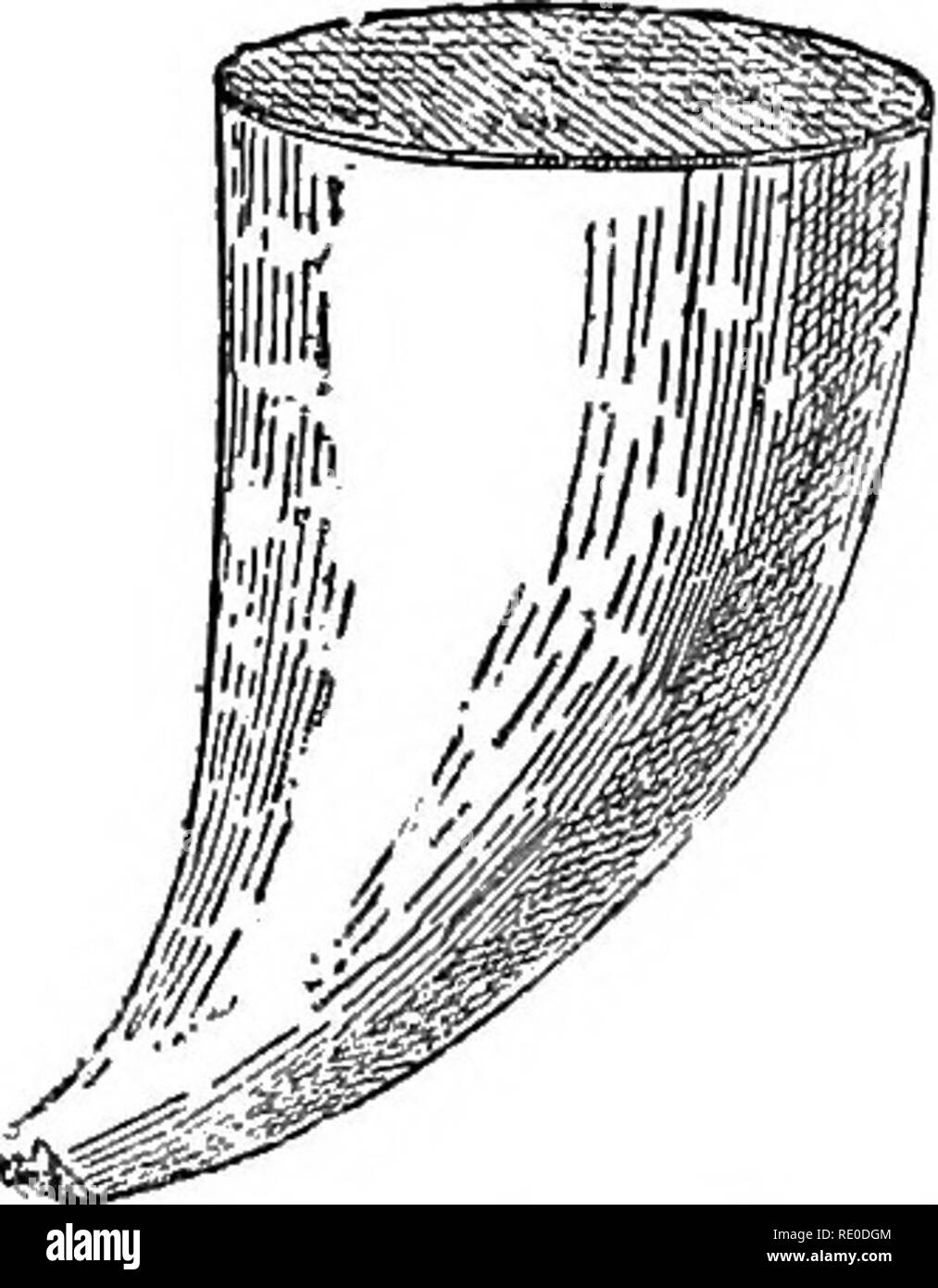 . Le malattie dei cani e delle loro cause, i sintomi ed il trattamento a cui vengono aggiunte istruzioni per i casi di lesioni e avvelenamento. I cani. Fig. 2. Dalziel la misura e Drencher per dare le medicine ai cani. Durante il riempimento della bottiglia, il tubo flessibile viene raddoppiato fino ad impedire la fuoriuscita del fluido, mentre il quantitativo richiesto viene versata nella parte superiore. Il dito indice della mano destra viene quindi collocato sulla bocca e questo completamente controlla il flusso di liquido attraverso il tubo. Le estremità del tubo -nith l'osso in esso viene quindi inserito ben indietro nel cane la bocca, e l'operatore avente il massimo comando sopra t Foto Stock