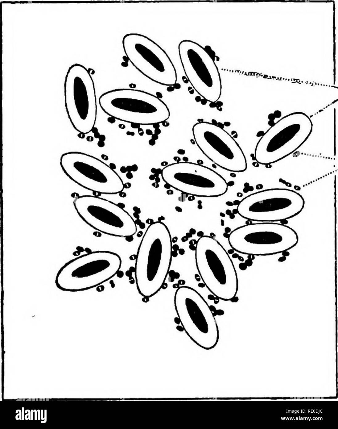 . Malattie di uccelli addomesticati. Il pollame; pollame; uccelli. 38 Malattie OE ADDOMESTICATI BIEDS visibile dalla superficie peritoneale. In tali condizioni il con- tende del duodeno sono costituiti da una massa pastosa permeata con la formazione di coaguli di sangue. Il contenuto dell'intestino a volte sono costituite da una crema massa pastosa, o può essere di colore verde o bruno-rosso a colori. In molti casi il fegato è permeata di colore biancastro zone puntiformi oÂ± necrosi. La somministrazione per via orale, nasale e cavità faringea frequentemente con- tain un viscoso fluido mucoso. I polmoni possono mostrare la congestione e catarrali o polmonite emorragica. Più r Foto Stock