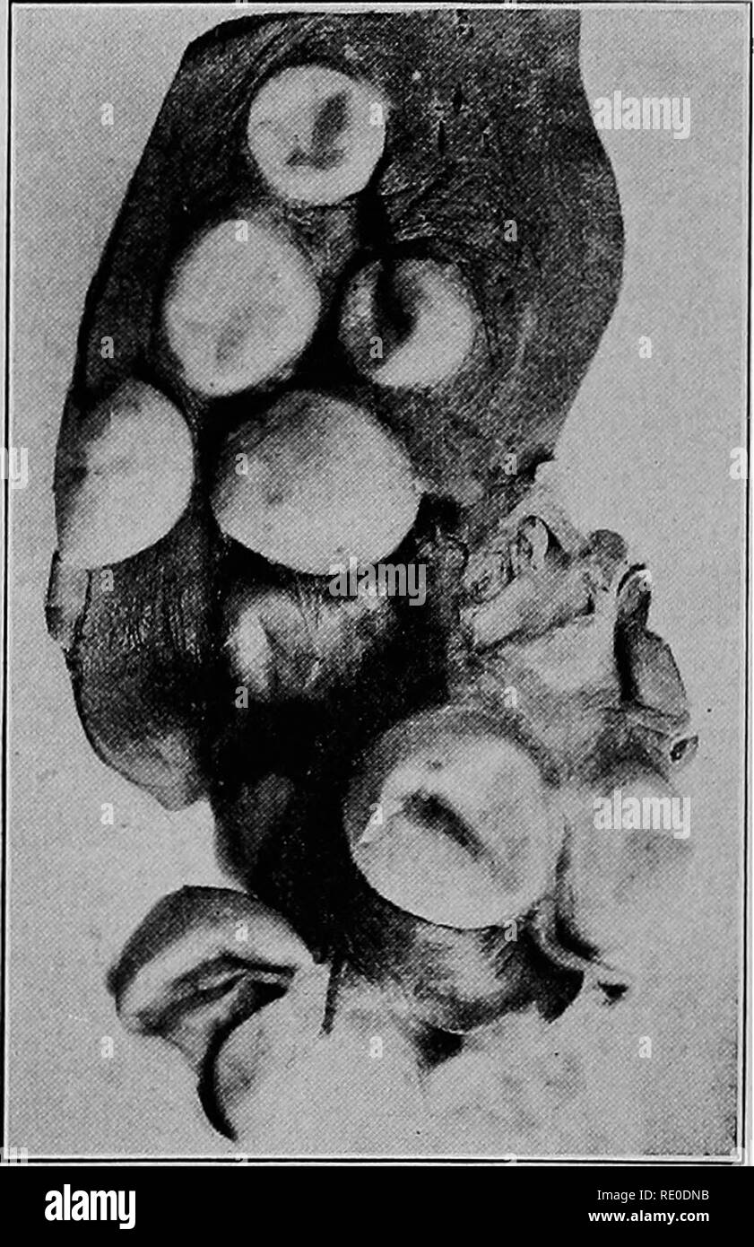 Malattie Della Specie Suina Con Speciale Riferimento Alle