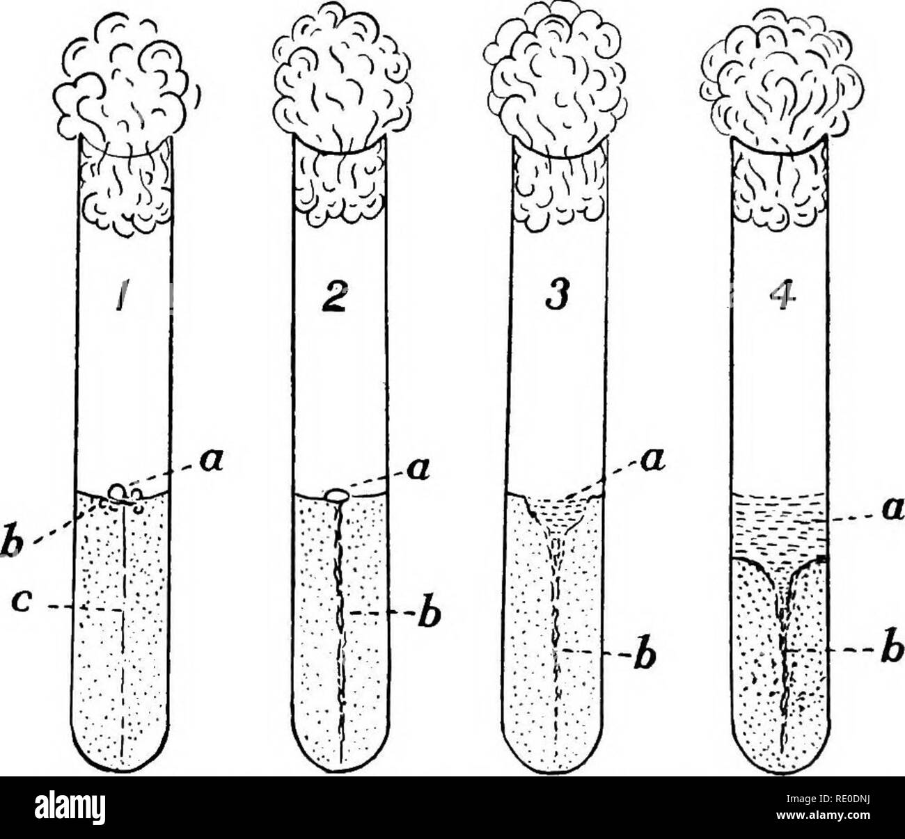 . Metodi batteriologici in alimenti e farmaci laboratori : con una introduzione al micro-metodi analitici . Batteriologia; cibo; la droga. 208 metodi batteriologici coltivato mentre i contenitori e lo sciroppo sono ancora calde e quindi la sua- metically sigillata per mezzo di tappi sterilizzati. In caso di medicinali e di sciroppi di zucchero-cuscinetto di medicinali che sono contaminati da batteri, si deve tenere in mente che i costituenti attivi presenti sono anche più o meno com- pletamente decomposto. Tali sostanze dovrebbero essere del tutto esente da contaminazione e la presenza di forte contaminazione dovrebbe. Fig. Foto Stock