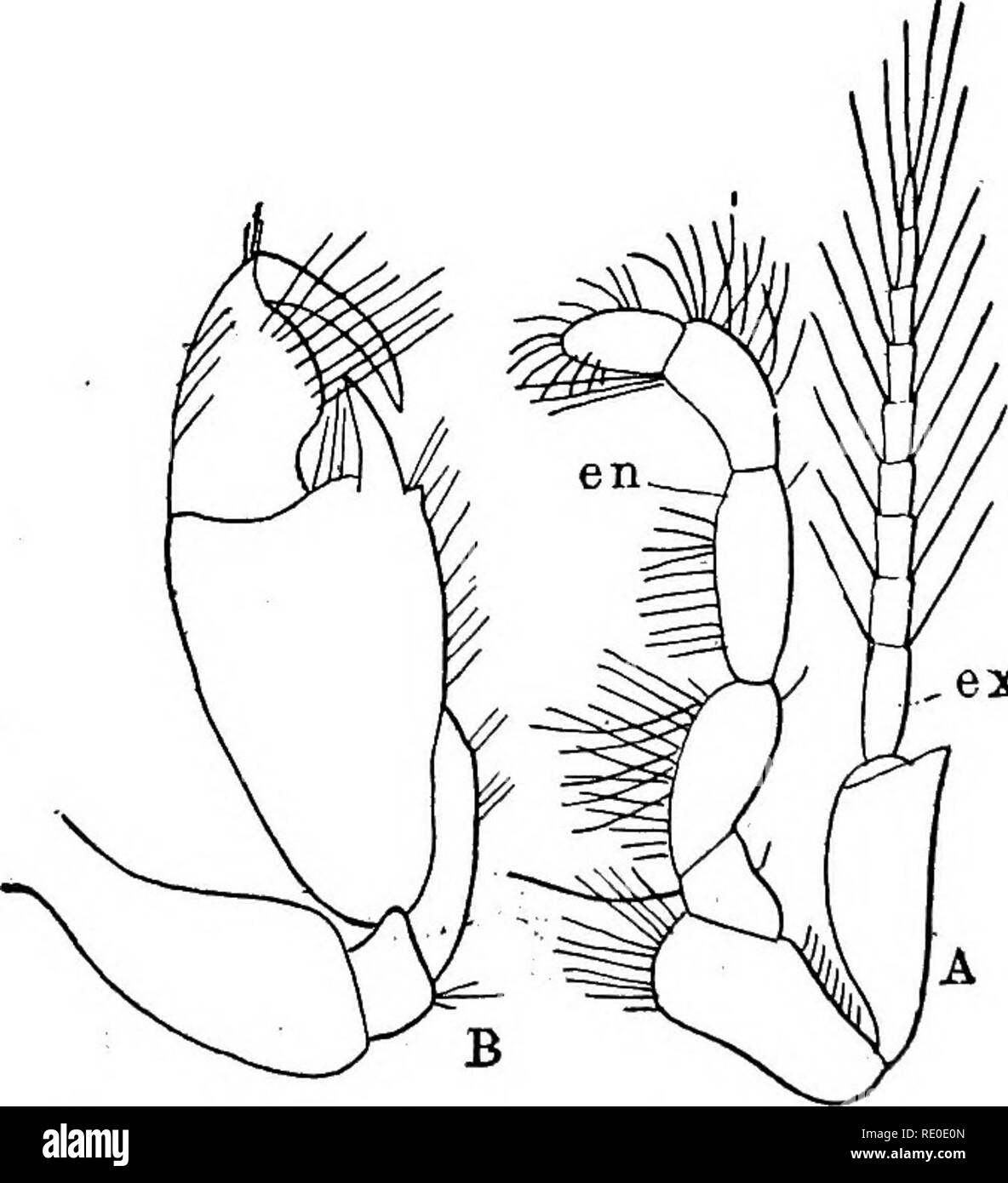. Un libro di testo di morfologia di invertebrati. Invertebrati. FiQ. 164.-Cbustacban appendici. A mandibola di Copepod, Notodelphys (da Brokn); B, primo mascella di Noto- delphys (da Bronn); 0, mandibola di Gambarua; D, primo mascella di cami- barus. en = endopodite. eas = exopodite. mp = palp mandibolare.. Fig. 165.-Crttstacban appendici. A seconda appendice toracica di Mysis (dopo la SARS); B, seconda cassa toracica appen- dage di un Amphipod.. Si prega di notare che queste immagini vengono estratte dalla pagina sottoposta a scansione di immagini che possono essere state migliorate digitalmente per la leggibilità - Colorazione e aspetto di questi malati Foto Stock