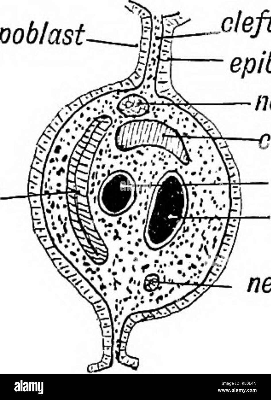 . Embriologia umana e morfologia. Embriologia umana; la morfologia. mandib. arch 1a membrana schisi lobo mediano 2 della tiroide o hyoid arch -(base di parte faringea della linguetta ceruical sinus oiglottis';laringe*"ijf//, Fig. 23.-mostra il pavimento della faringe di una quarta settimana embrione umano. (Dopo la sua.) " esterno schisi depressione ": sul lato interno, il " trattamento delle schisi interna cava" (Fig. 23). Dal rivestimento hypoblastic di questi recessi cleft vedremo che le tonsille, tiroide e timo derivano ; da "l'depressioni esterne sono formate varie brachiale muscolo hypobk. cle Foto Stock