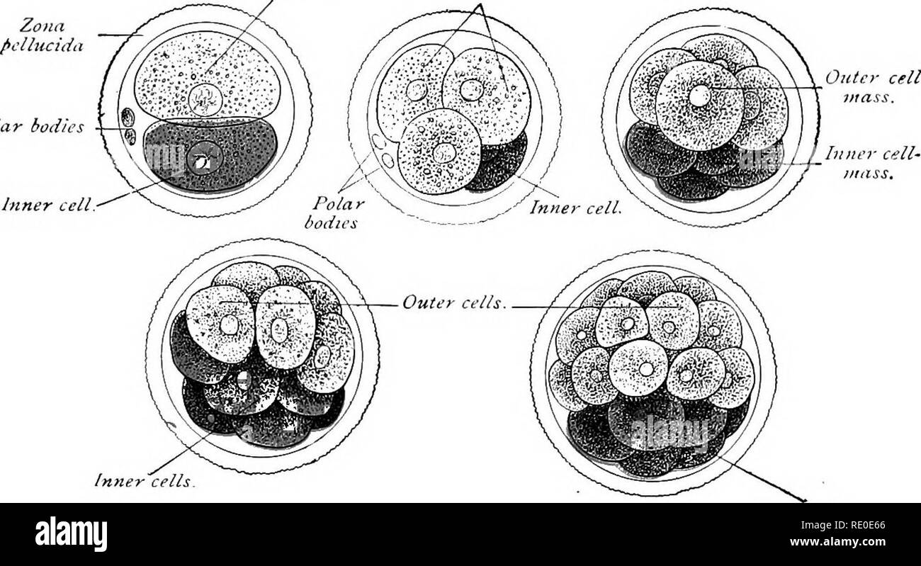 . Un manuale di laboratorio e libro di testo di embriologia. Embriologia. Cella esterna- celle esterno. Bodu polari cella esterna- massa.. Cellule esterno. Rells interna.. Si prega di notare che queste immagini vengono estratte dalla pagina sottoposta a scansione di immagini che possono essere state migliorate digitalmente per la leggibilità - Colorazione e aspetto di queste illustrazioni potrebbero non perfettamente assomigliano al lavoro originale. Prentiss, Charles William, 1874-1915. Philadelphia, Londra, W. B. Saunders Foto Stock