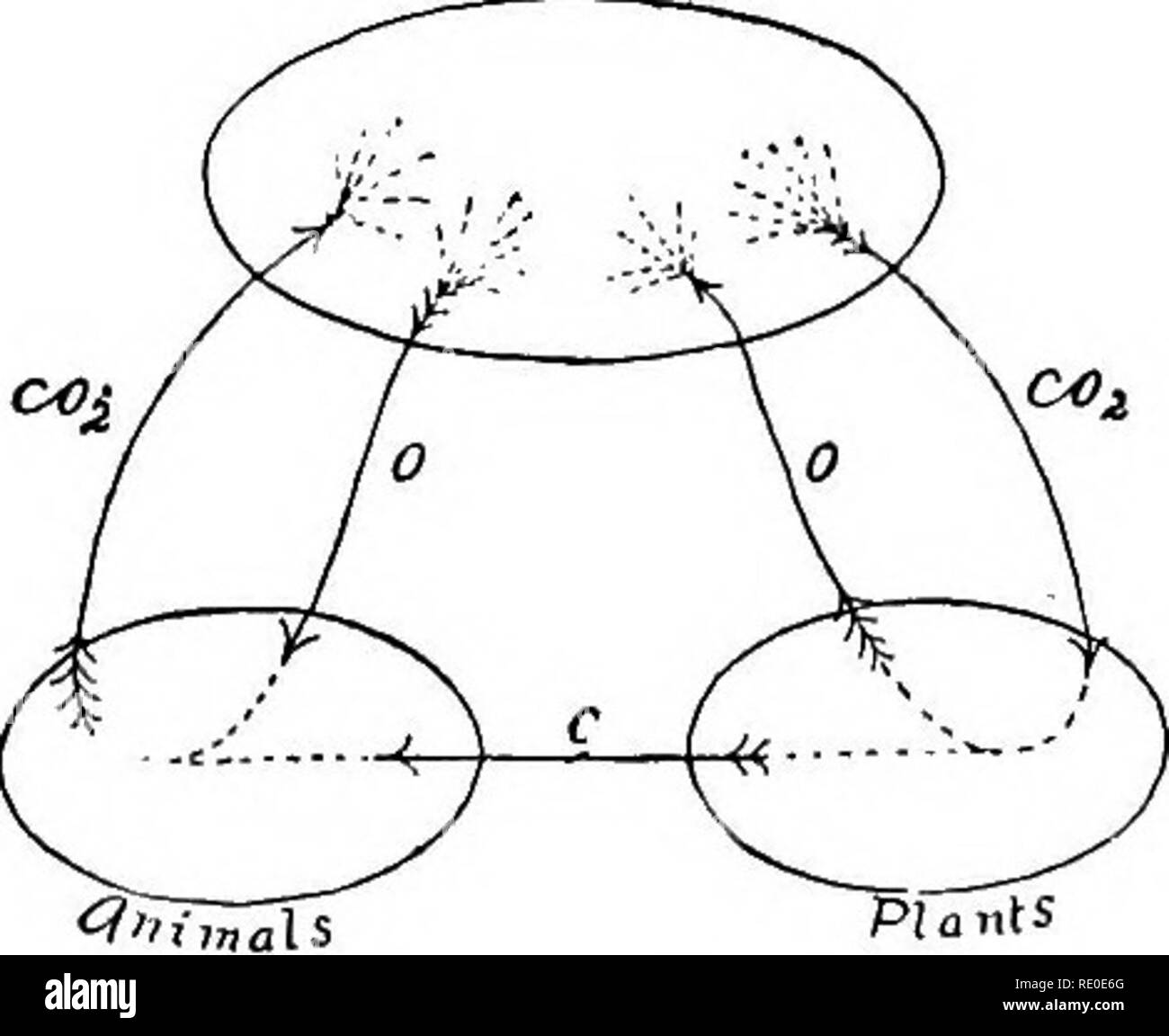 . I contorni del confronto la fisiologia e la morfologia degli animali. Anatomia, comparativo; fisiologia, comparativo. Le relazioni dei tre regni. s sono incapaci di locomozione. Quali sono allora i dif- ferences ? I. Sensazione e Volition.âDoubtless consapevoli di sensazione e movimento volontario sono caratteristici di animali, ma la difficoltà è nell'applicazione di prova. Concludiamo, e probabilmente è giusto che i movimenti delle piante sono in stato di incoscienza e involontario. In caso di qualsiasi movimento, se possiamo essere certi che esso era a- tendevano con coscienza, noi avrebbe giustamente concludere che lo spostamento th Foto Stock