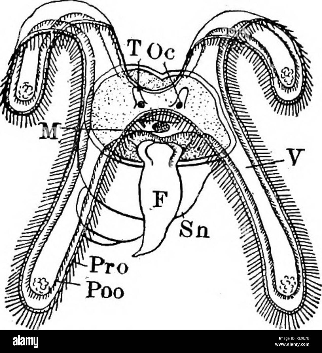 . Un libro di testo di morfologia di invertebrati. Invertebrati. 320 morfologia invertebrato.. il verificarsi nel majoritj di forme di una larva noto come Veliger (Fig. 144) che presenta molte interessanti affin- ities al Annelid Trochophore. Nelle prime fasi di de- velopment l embrione è strettamente bilaterale, con la bocca e ano in prossimità delle estremità di tale asse longitudinale. Al momento il dor- superficie sal posteriormente è un de- pression rivestite con cellule colonnari che secernono il guscio larvale (Sh), e di fronte a questa è un area racchiusa da due righe di cellule portanti stout cilia e formando il Foto Stock