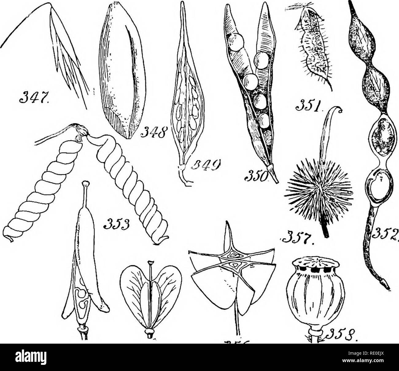 Un manuale di botanica strutturale; un libro di testo introduttivo per gli  studenti di scienza e farmacia. Morfologia delle piante. 124  CLASSIFICAZIONE DEI FRUTTI il frutto della Dipteryx è uno-seminate ed