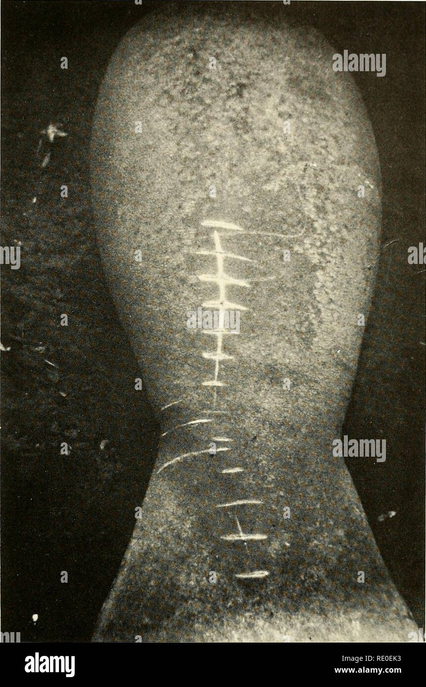 . Ecologia e comportamento del lamantino (Trichechus manatus) in Florida. I lamantini; mammiferi. Hartman-lamantino in Florida 13. Fig. 6. Maschio adulto riconoscibile dal pattern di elica cicatrici sul suo retro (foto di James Powell, Jr.). essere identificato attraverso un vetro-toccò il fondo della benna, quindi seguito a distanza in modo da non interferire con il loro comportamento. Un piccolo alumi- num punt era usato per pattugliare le acque al di là del fiume di cristallo. Almeno una volta alla settimana ho intervistate le sorgenti del fiume Homosassa.. Si prega di notare che queste immagini vengono estratte dalla pagina sottoposta a scansione di immagini che possono essere state migliorate digitalmente Foto Stock