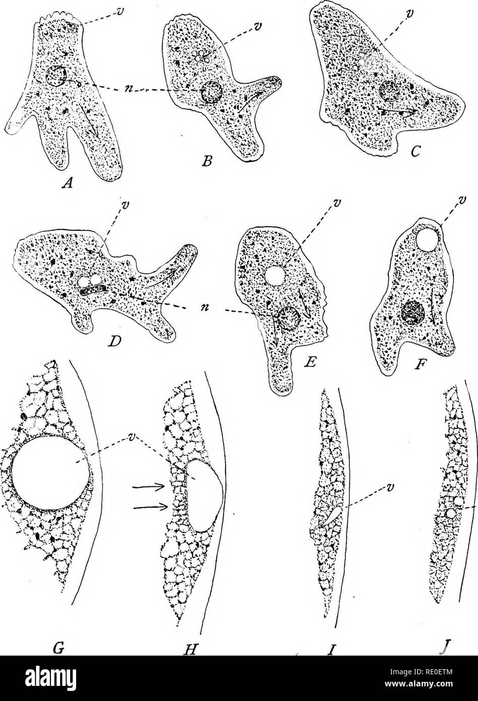 . I protozoi. I protozoi. La SARCODINA 89 in aggiunta ai vacuoli contrattili la Sarcodina occasionalmente in possesso di vacuoli gassosi, che sono state fatte in primo luogo all'Arcella, ma che. .--V fig. 49. - Amazba proteus e il vacuolo contrattile. A. il vacuolo (v) è in forma di vescicole minuto nella regione di contrazione. B. Tre minuti più tardi. C. Due minuti più tardi ancora (due vescicole hanno unito). D. Due vescicole alla precedente unione nelle vicinanze del nucleo (w). E. Il singolo vacuolo diventino separati dal nucleo. F. il vacuolo alla estremità posteriore precedente per la contrazione. G, H, I e J. quattro Foto Stock