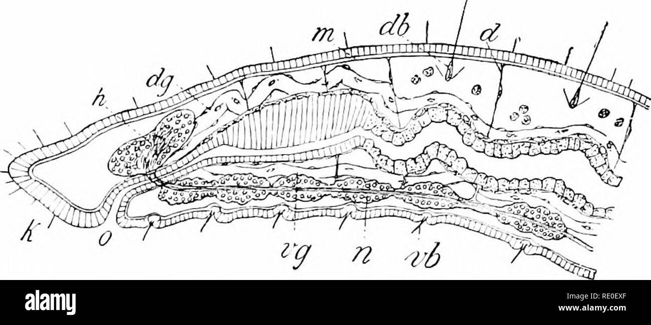 . Un manuale di zoologia. Zoologia. ///. Gli anellidi: CH^TOPODA. 307 sacche di destra da quelli di sinistra (fig. 275 e 272). Il canale alimentare mostra anche le distinzioni; per mentre essa si differenzia notevolmente nelle varie specie, ha costantemente un terminale ano, mentre la bocca è ventrale e è sovrastata dal segmento preoral, il prostomium. Sistema Xervous, vasi sanguigni, e organi di escrezione sono influenza- enced mediante la segmentazione. Il sistema nervoso è costruito sul piano della scaletta. Si inizia con un ganglio supraoesophageal ("cervello") giacenti in prostomium, da cui la c8soj)hageal commiss Foto Stock