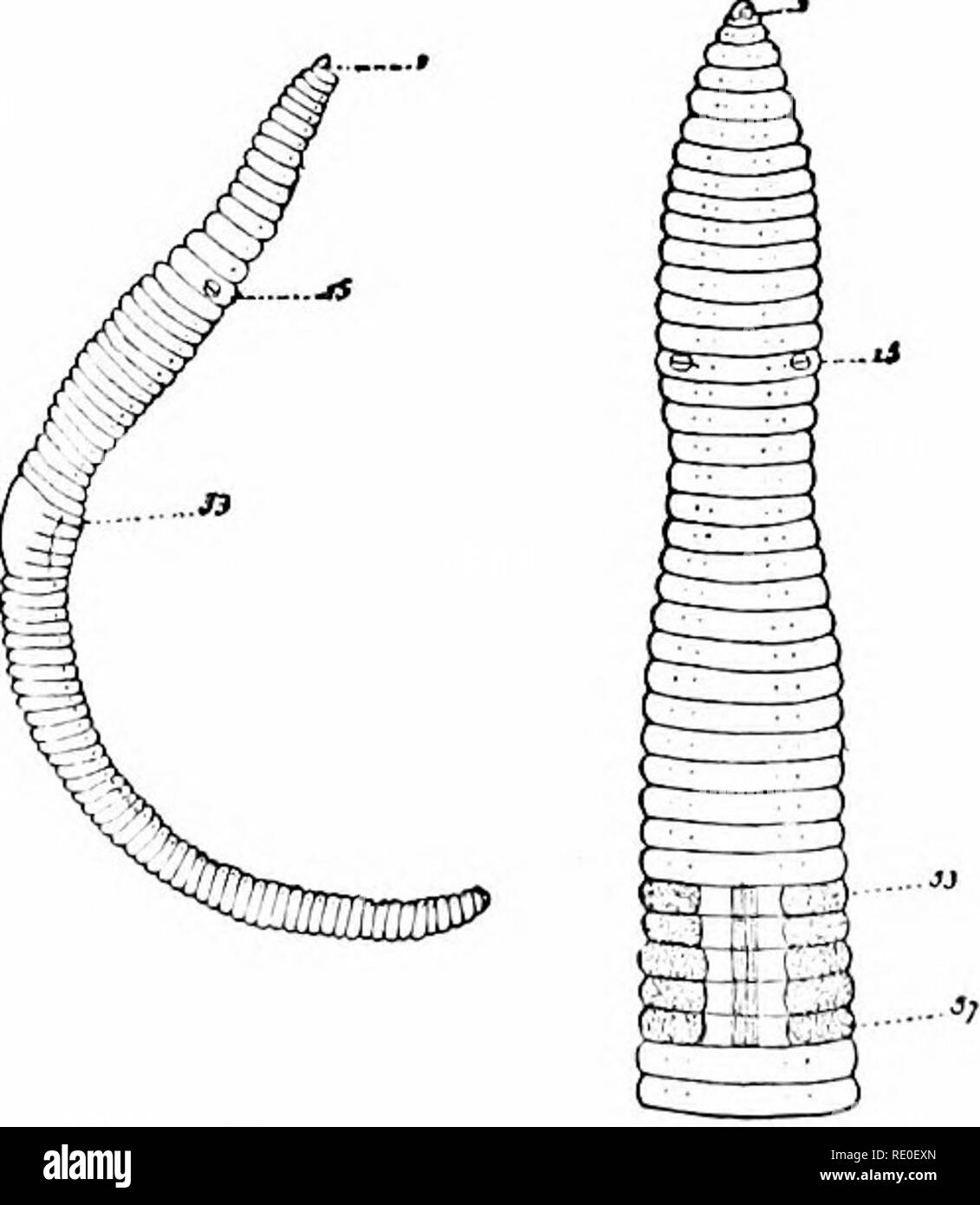 . Un manuale di zoologia. Zoologia. 306 CWLIIELMINTHES. worm con ccplom e con esterno e interno di segmentazione. Lo sviluppo avviene spesso un tipo di larva, il trochopliore, che devono essere sottoposte a qui, poiché è di grande significato morfologico, simile in struttura rotiferi e ricordando le larve di molluschi e in misura minore che di echinodermi. Esso è (fig. 273) un corpo gelatinoso è attraversato da un canale alimentare con fore-, mid-, e hind-gut regioni. In un primo momento è ovunque ciliate, ma con anticipo di develojiment le ciglia diventare restricte Foto Stock