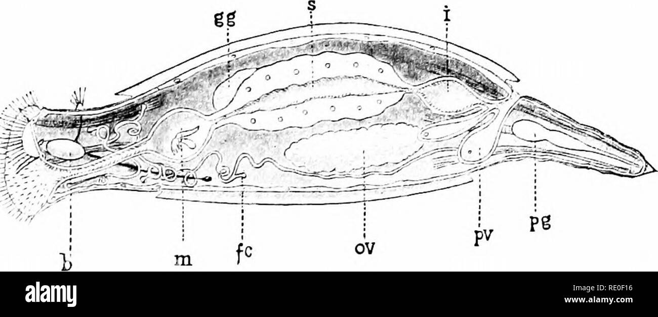 . Un manuale di zoologia. Zoologia. ROTIFERA. 29c 12. L' embrione nell'ospite intermedio, diventa enc}'sted e modifiche direttamente a un scolex (pleurocercoid) o in una vescica worm (cisticerco) che produce internamente uno o più scolices. 13. Il scolex è liberato dal suo cisti quando presa insieme con il cibo nello stomaco di l'host corretto e quindi acquisisce la capacità di sviluppo in una tenia. 14. Nell'uomo si verificano come cysticerci Tcenia echinococcus (adulti nel cane) e T. solmm; come adulti Tceiiia solium (cisticerco nei suini), T. saginata (cisticerco nel bestiame), e latiis Botlirioceplialus ( Foto Stock