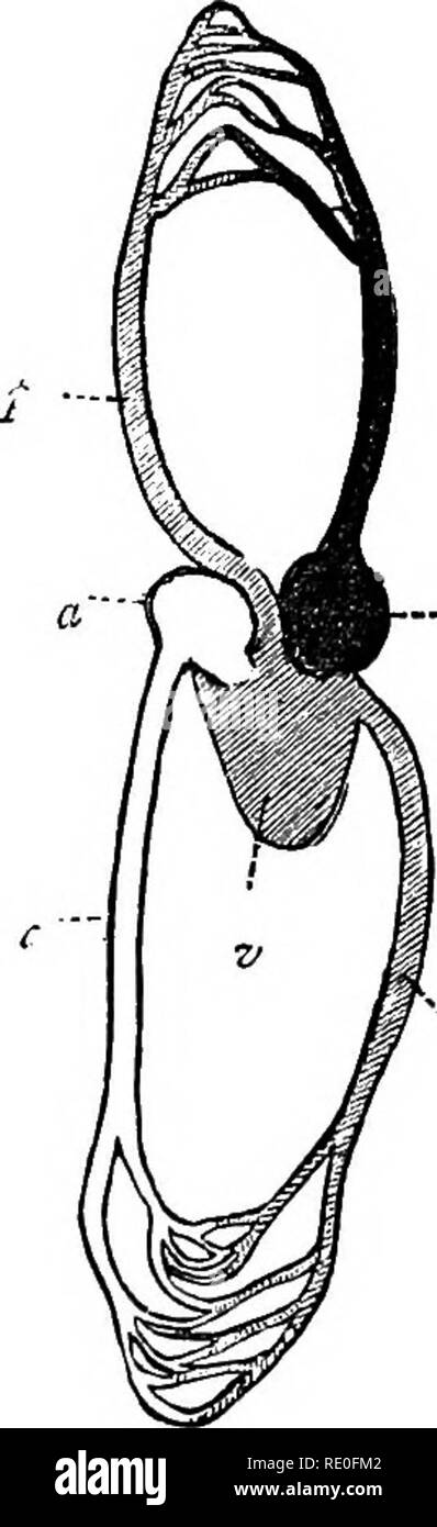 . Libro di testo di zoologia di scuole e università. Zoologia. REPTILIA. 23'3 lo stesso risultato è ottenuto per mezzo di una comunicazione che avviene tra le grandi navi che la molla dai ventricoli, il supervisore diretto diate vicinanze del cuore. Da questa breve descrizione si sarà visto che la peculiarità della circolazione in tutti i rettili con- sists nel fatto che i polmoni e tutte le parti del corpo sono sup- impaccati con sangue miscelato; considerando che nei vertebrati superiori i polmoni sono forniti con puro sangue venoso, e vari tis- sues del corpo con la pura arte- rial sangue. Come re Foto Stock