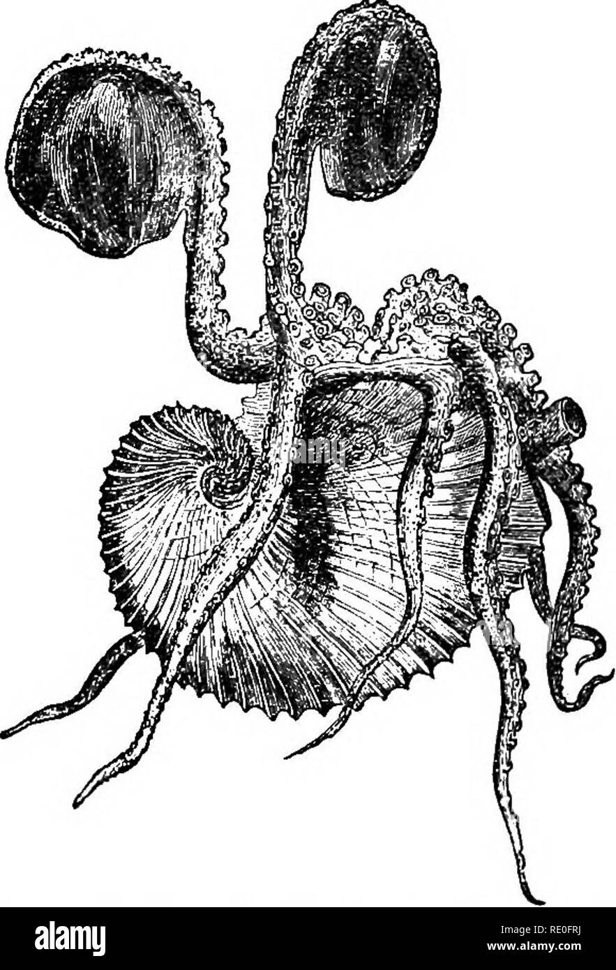 . Libro di testo di zoologia di scuole e università. Zoologia. Cefalopodi. 191 manes, e carta Nautilus, e sono caratterizzati dal fatto di essere quasi invariabilmente i bisognosi di ogni guscio esterno; da non aver mai più di otto o dieci bracci che sono sempre arredate con ventose; avendo solamente due branchie, che sono forniti con " cuori brachiale;" mediante il possesso di un " ink-borsa ; " e dal fatto che il " imbuto" costituisce un com- reparti tubo. Essi sono suddivisi in due sezioni- Octopoda e Decapoda-secondo quanto essi hanno solo otto braccia o a 8 bracci con due addit Foto Stock