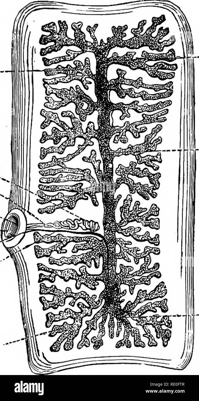 . Zoologia per licei e collegi. Zoologia. 158 Zoologia. - Un suflBcient per uccidere il Cysticerci. Macellerie soprattutto soffrono da nastro-Worm, dalla loro abitudine di mangiare i bit di carne cruda, carne di manzo e di vitello harboring Cysticerci, che trasformano in specie di Tmnia quasi come come pregiudizievole TcBnia solium. Come una questione di corso, nell'utilizzo di farmaci per espellere un nastro- worm, essi dovrebbero essere spinto in modo da portare via l'intero animale, come nuovi segmenti crescono dalla prossimità della testa come rapidamente come la proglottides sono staccati. Il Cisticerco di un altro nastro pregiudizievole-worm vive nei muscoli e o interno Foto Stock