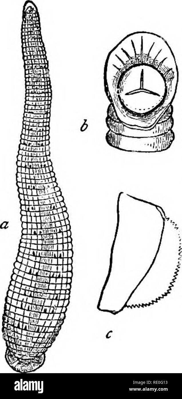 . Libro di testo di zoologia di scuole e università. Zoologia. 122 animali invertebrati. cavità. La locomozione è effettuata per mezzo dell'alter- nate fissaggio e distacco delle ventose, o da una piegatura a serpentina del corpo. Il corpo è ovviamente inanellato o annulated, ma nessuno degli anelli portano appendici laterali di qualsiasi tipo. La bocca è talvolta bisognosi di denti, ma occasionalmente è armato con ganasce di complessi. Il canale alimentare è breve, laterali con le dilatazioni e uniti alla cute per mezzo di un materiale spugnoso tessuto vascolare, in modo tale che il corpo- cavità viene cancellata. La pseudo- hasmal s Foto Stock