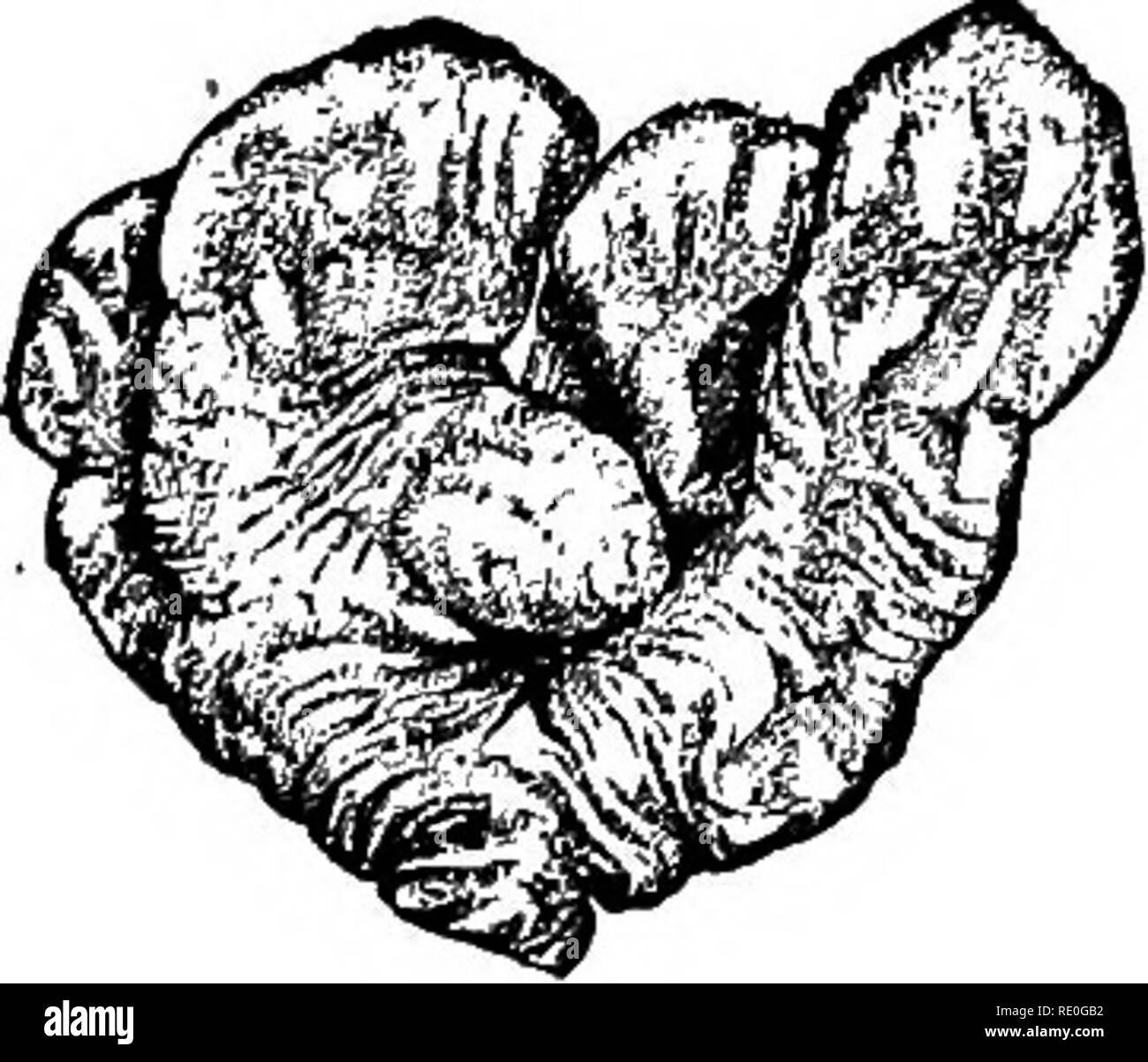 . Le foche e pelliccia-tenuta isole dell' oceano Pacifico settentrionale. Tenuta; guarnizioni (animali). 530 Le foche OP l'PKIBILOP isole. 24.. Synoicum irregulare, nuove specie. Il carattere generale della colonia. In tutti i casi nettamente lobata, ma i lobi molto variabili in dimensioni e forma. In alcuni casi essi sono separati quasi alla base della colonia, mentre in altri la metà superiore o anche meno di tutta la lunghezza del lobo è libero dal comune di massa basale. Alcuni dei lobi decisamente ingrandita in corrispondenza del vertice, gli altri non è così. Un occasionale lobfe spicca a quasi un angolo retto per TH Foto Stock