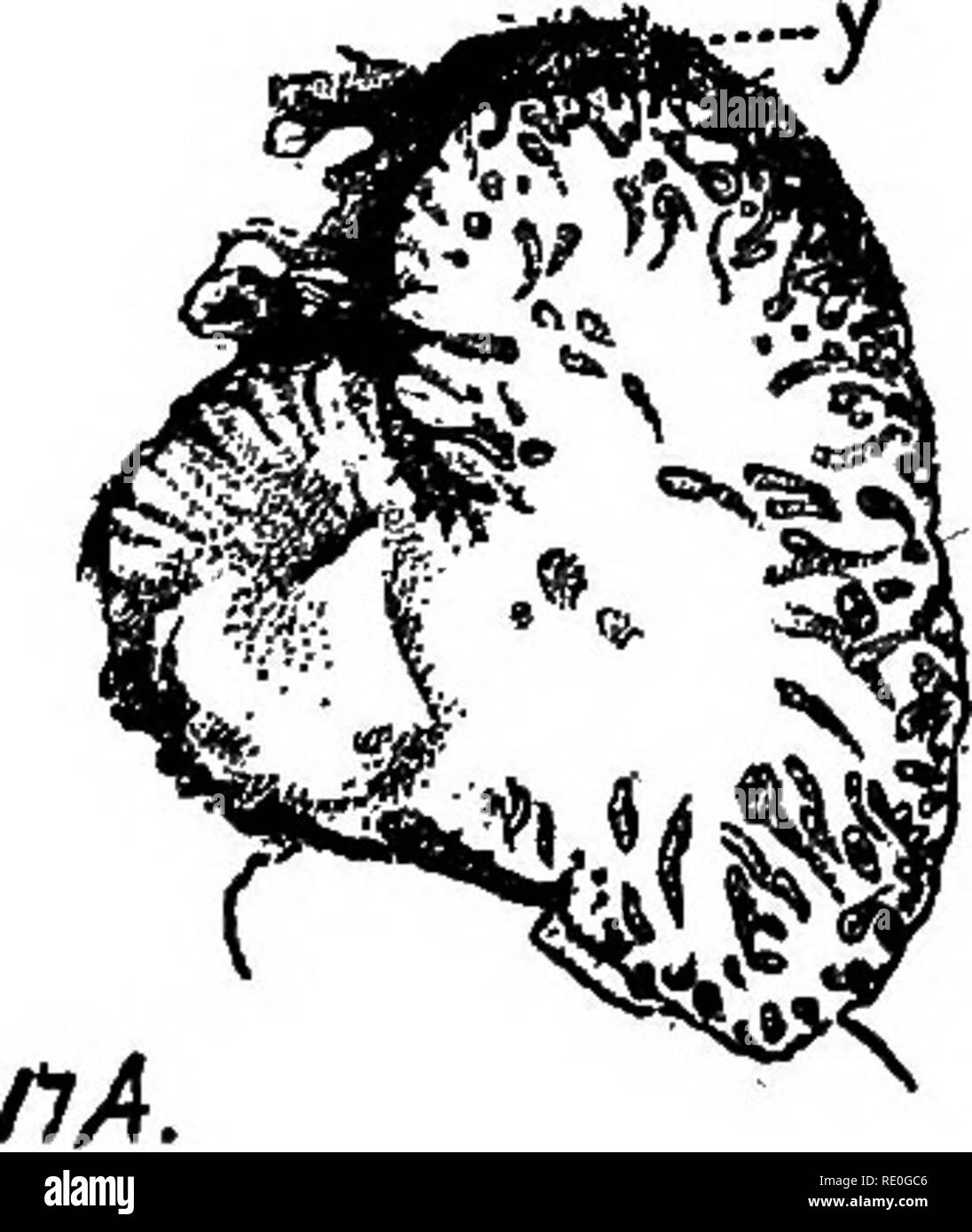 . Le foche e pelliccia-tenuta isole dell' oceano Pacifico settentrionale. Tenuta; guarnizioni (animali). colonia. (Fig. 14, area B, esagera la distinzione degli orifizi brachiale.) Il comune appertares cloacali interamente cancellata di ispezione superficiale. Brachiale trovata a sifone, dopo isolamento di zooids, per essere a sei lobi. Sifone atriale con un' ampia languet il bordo distale del quale è armato con tre piccoli processi (fig. 16). Tentacoli brachiale circa 24 in numero piuttosto grande, sebbene qualche piccolo; non formando una ben definita solo cerchio. Entrambi vicino all'orifizio brachiale. Brachiale ben sac Foto Stock