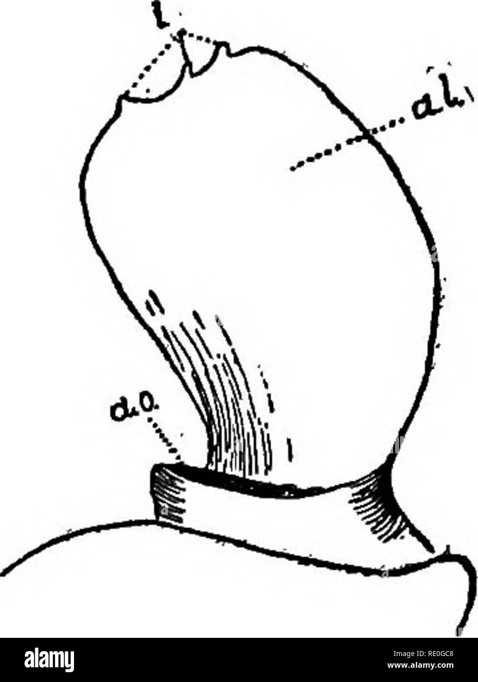 . Le foche e pelliccia-tenuta isole dell' oceano Pacifico settentrionale. Tenuta; guarnizioni (animali). TUNICATA OP LE ISOLE PRIBILOF. 619 It-. colonia. (Fig. 14, area B, esagera la distinzione degli orifizi brachiale.) Il comune appertares cloacali interamente cancellata di ispezione superficiale. Brachiale trovata a sifone, dopo isolamento di zooids, per essere a sei lobi. Sifone atriale con un' ampia languet il bordo distale del quale è armato con tre piccoli processi (fig. 16). Tentacoli brachiale circa 24 in numero piuttosto grande, sebbene qualche piccolo; non formando una ben definita solo cerchio. Entrambi vicino a Foto Stock