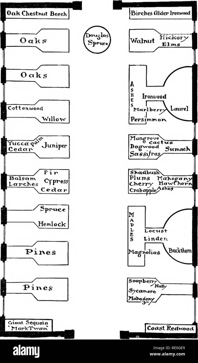 . Problemi di laboratorio in biologia civica. Biologia. Problema 84 99 se andare a scuola nella città di New York utilizza questo schema per il tuo notebook. Conclusione. - Se un viaggio è preso, scrivere accuratamente una relazione delle osservazioni. Problema 84: per identificare gli alberi comuni hy l uso di un hey. Materiali. - Scel- unità organizzative esemplari di legno con foglie su ramoscelli; le foto di alberi, flusso- ers e frutti; righello. Metodo e Obser- vations. - Utilizzando il materiale e la chiave nelle pagine seguenti sotto la supervisione del vostro insegnante, fare attente osservazioni di foglie dato l. Nota e misurare la dimensione della foglia, struc Foto Stock
