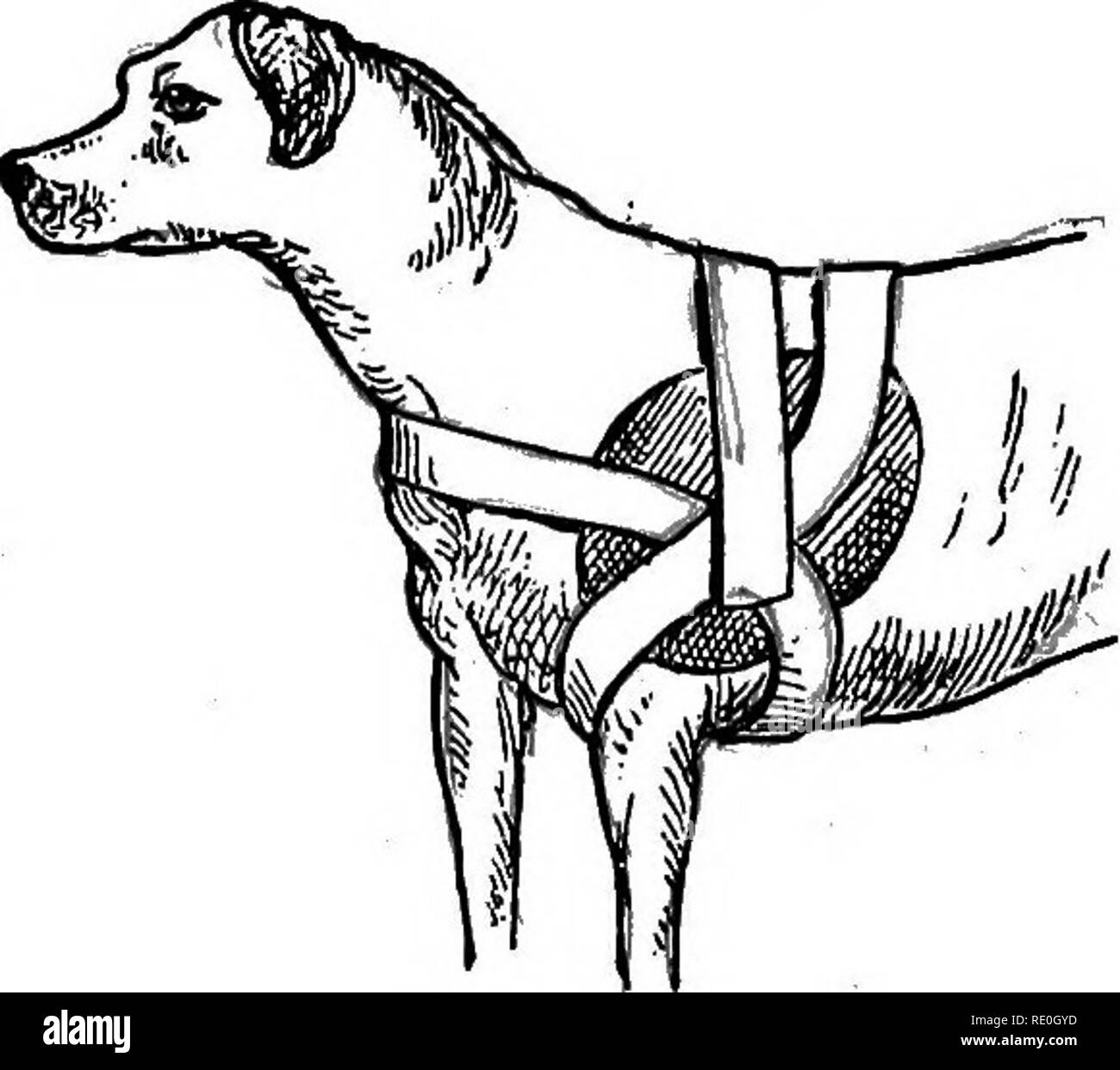 La gestione e le malattie del cane. Razze di cani; i cani ...
